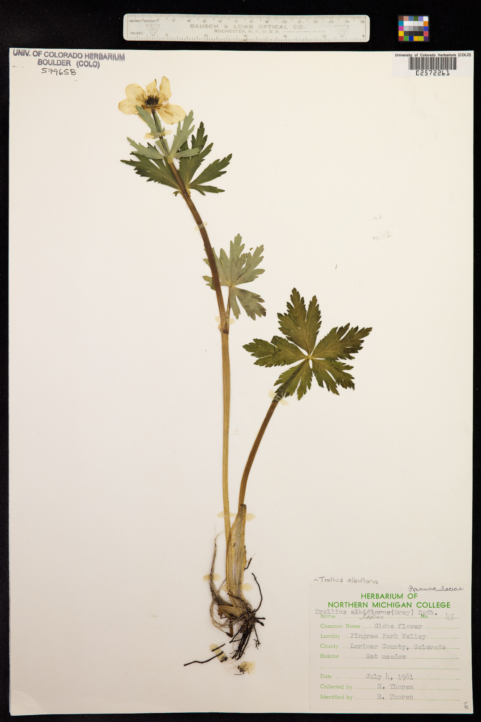 Trollius albiflorus image