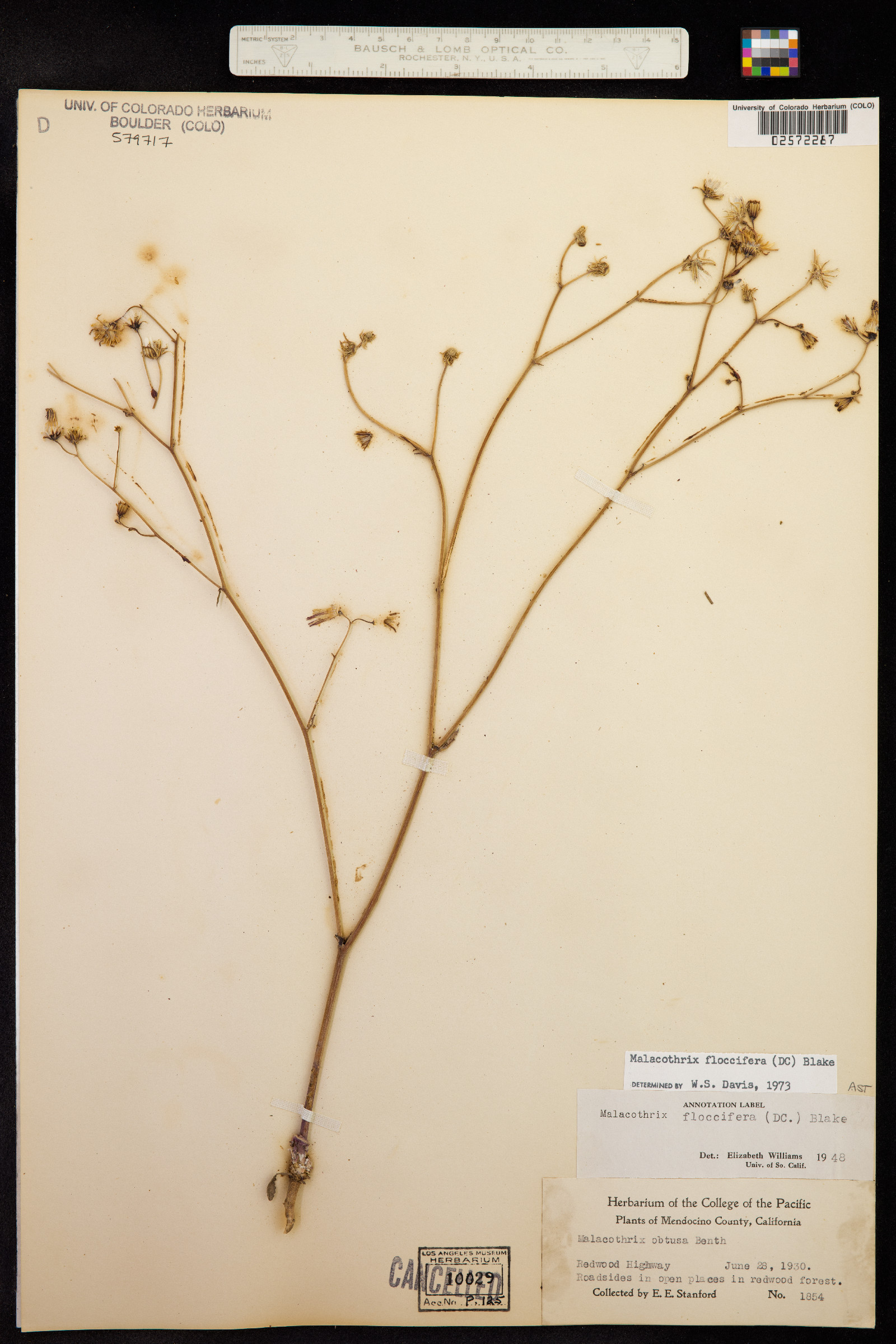 Malacothrix floccifera image