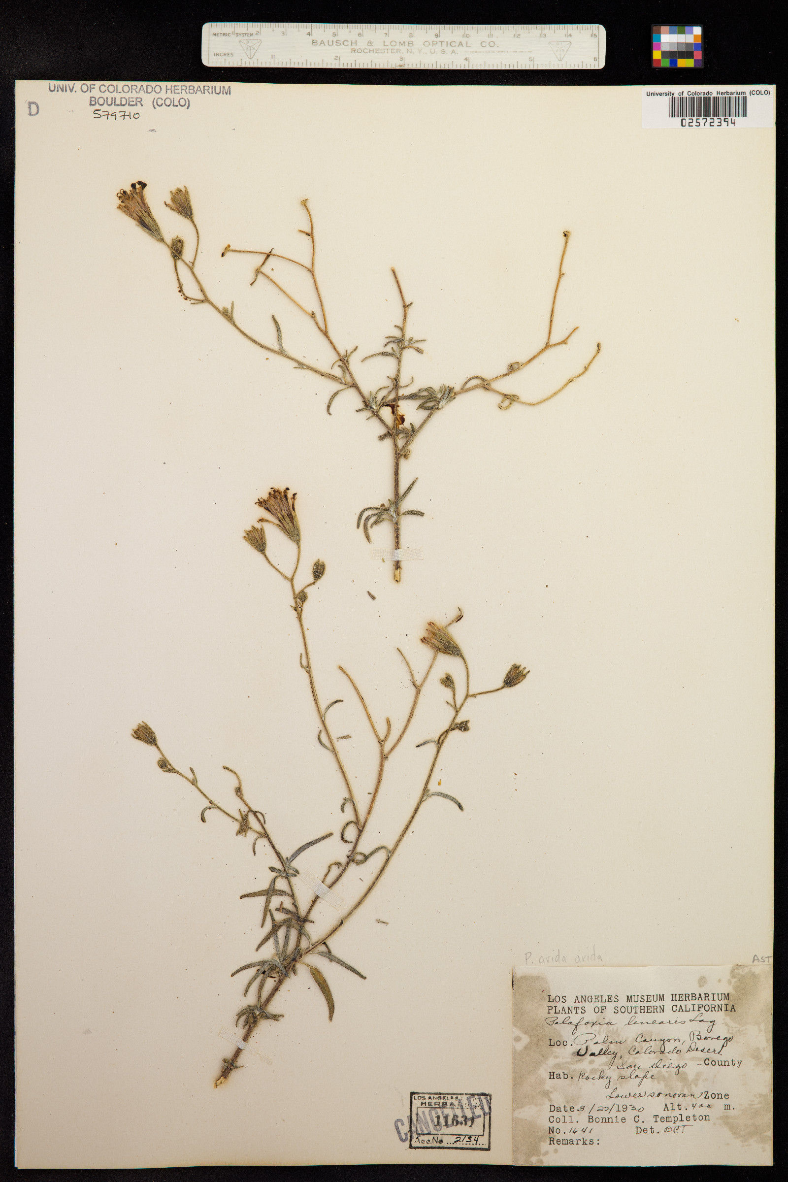 Palafoxia linearis image