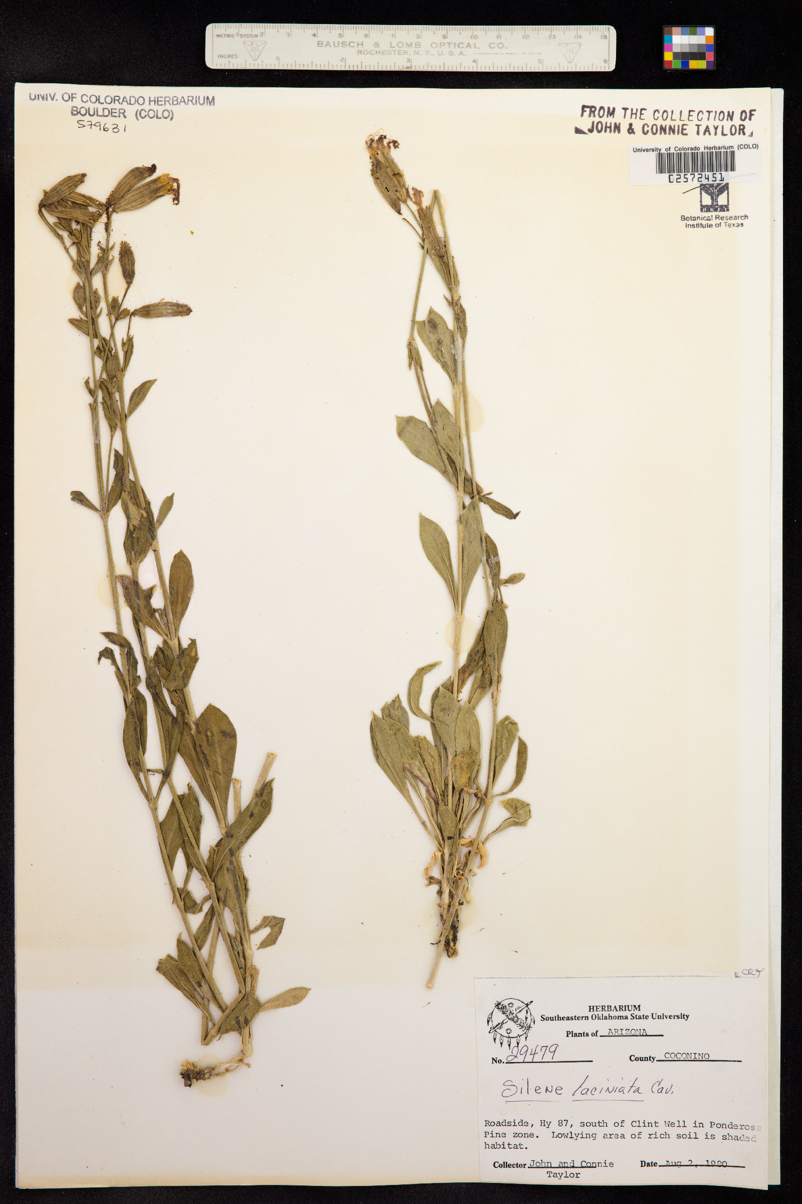 Silene laciniata image