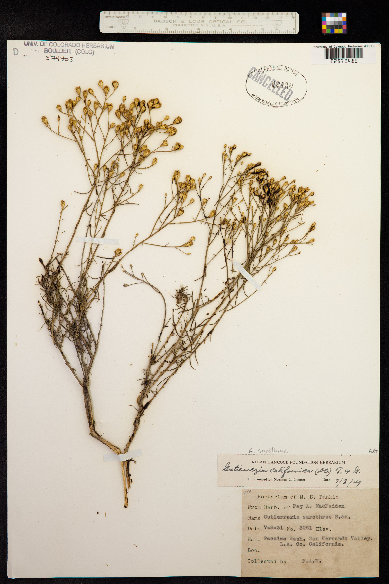 Gutierrezia californica image
