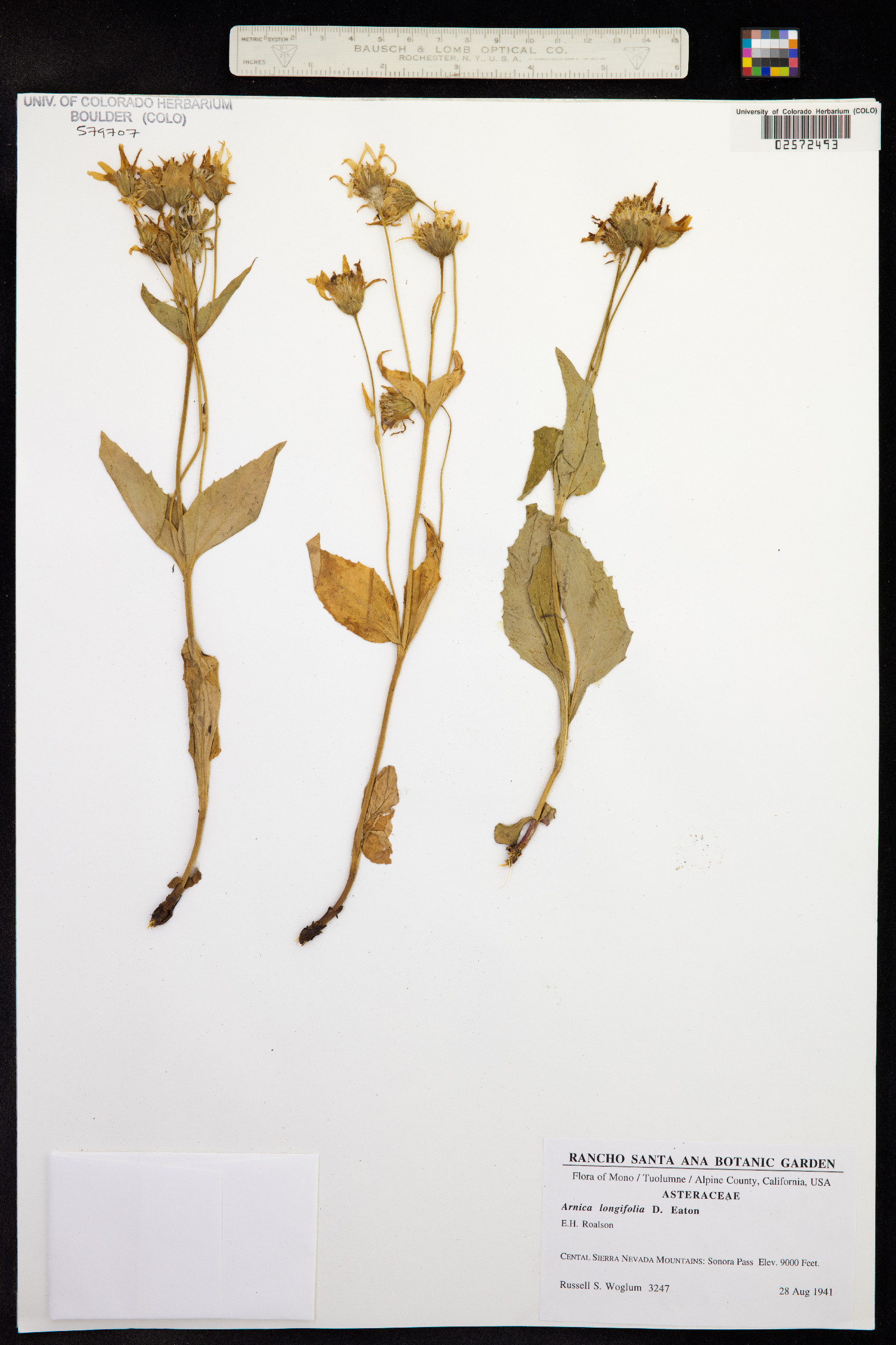 Arnica longifolia image