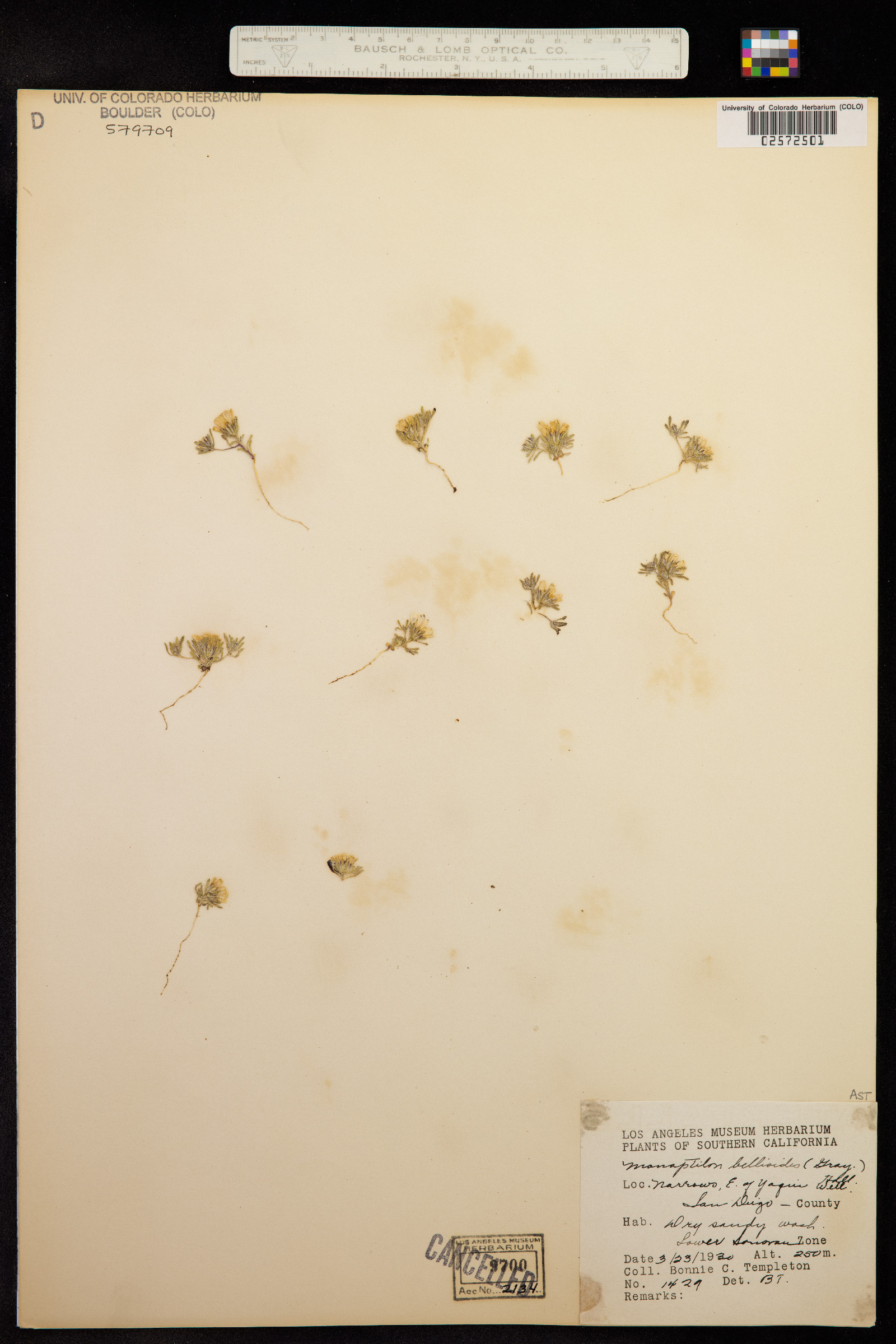 Monoptilon image