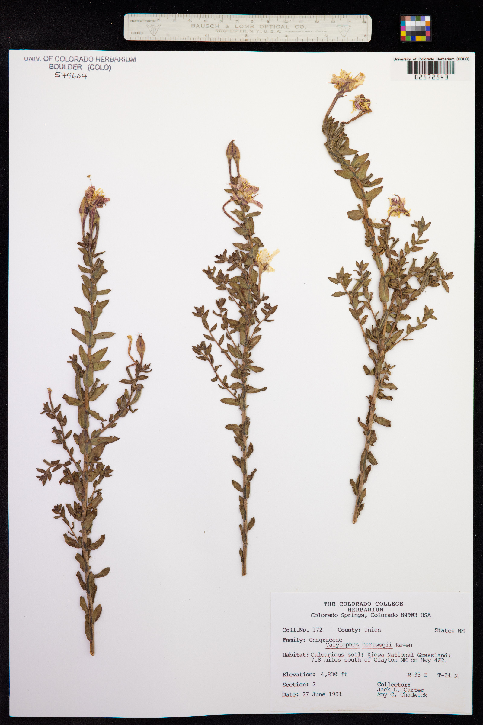 Oenothera hartwegii ssp. hartwegii image