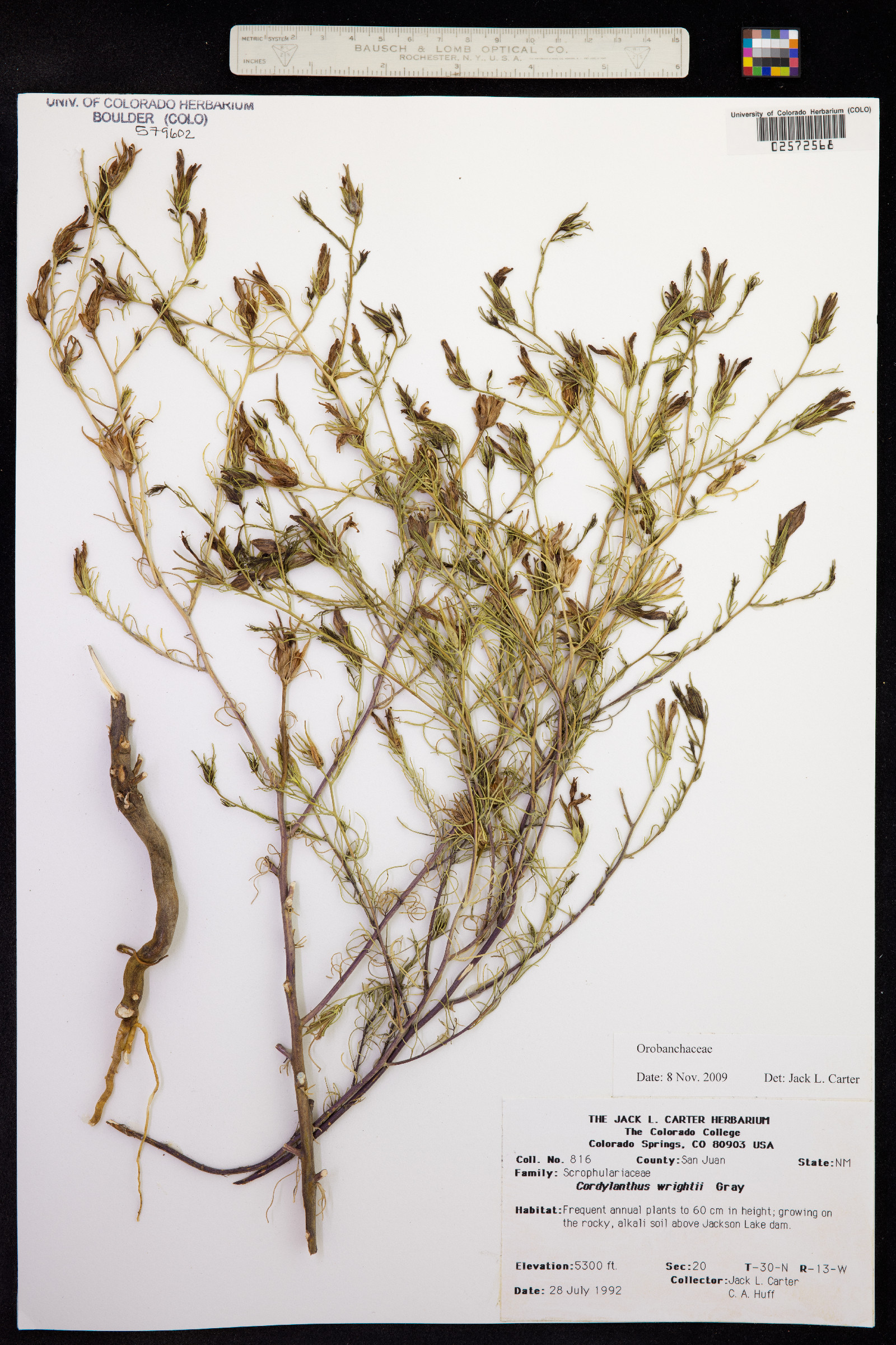 Cordylanthus wrightii image
