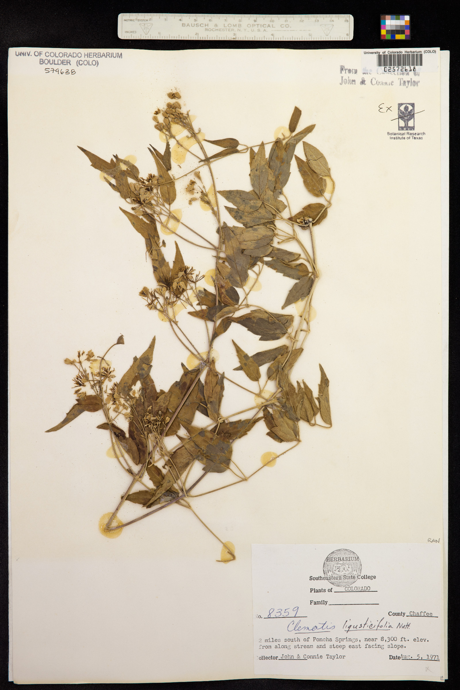 Clematis ligusticifolia image