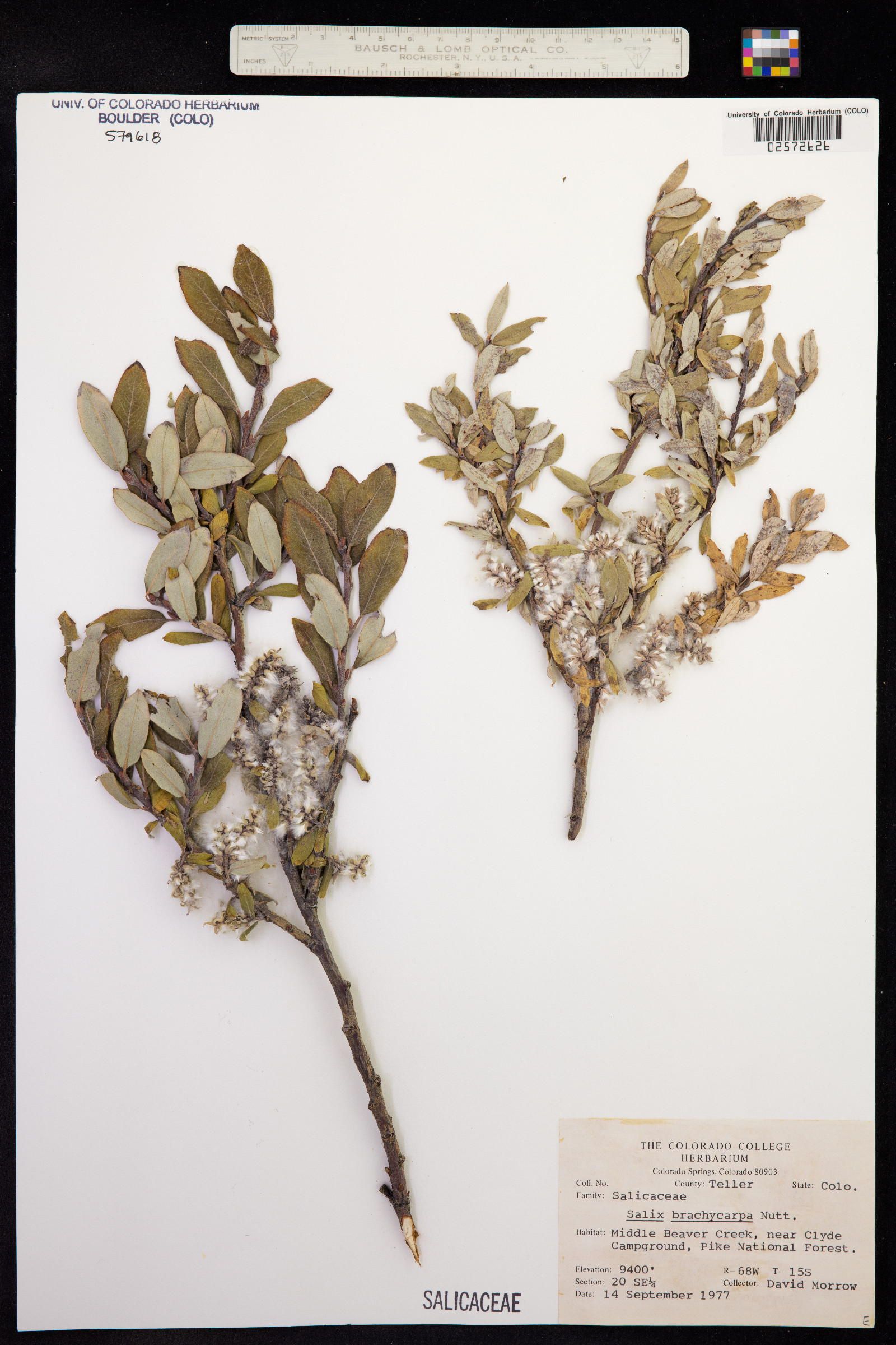 Salix brachycarpa image