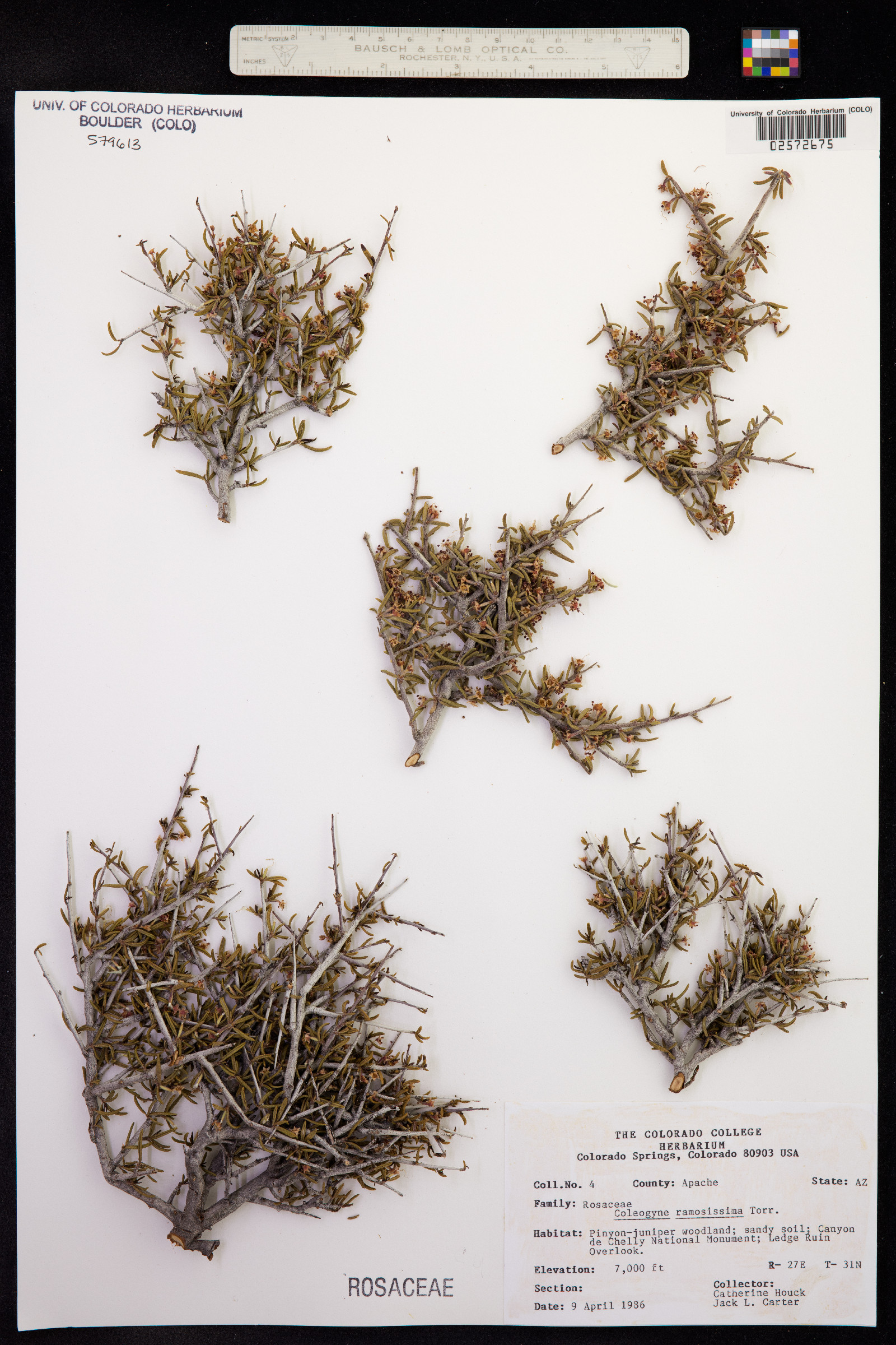 Coleogyne ramosissima image