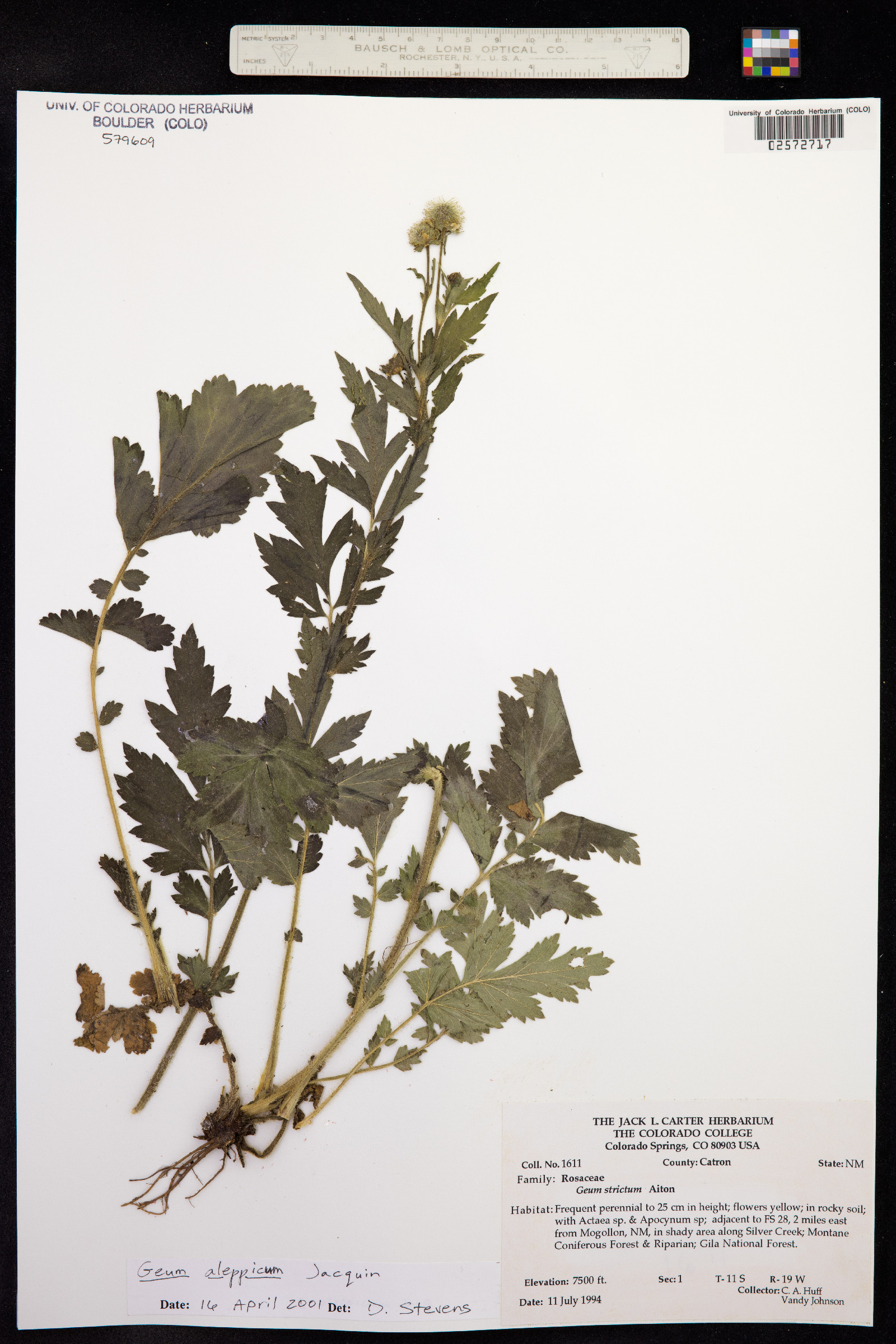 Geum aleppicum image