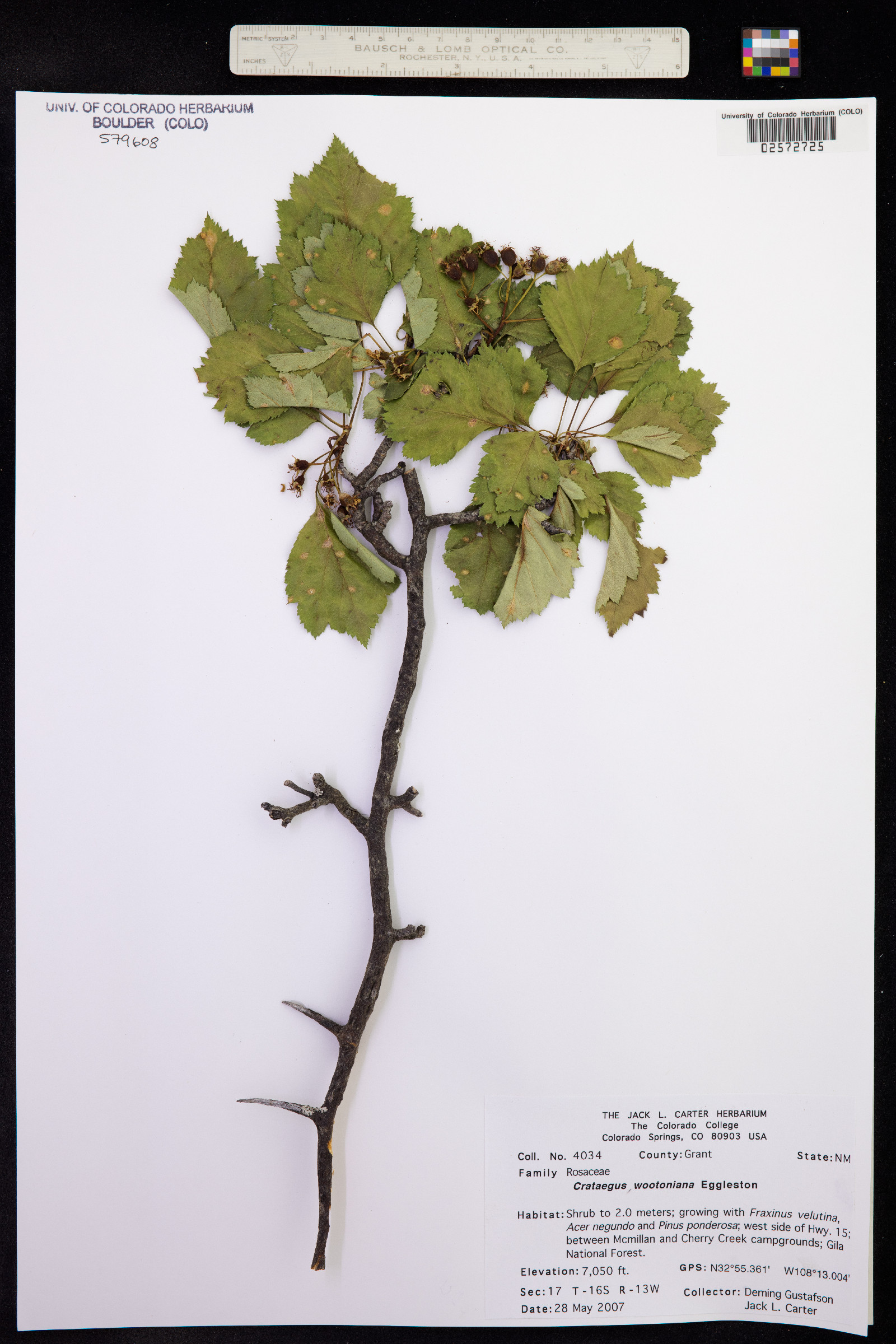 Crataegus image