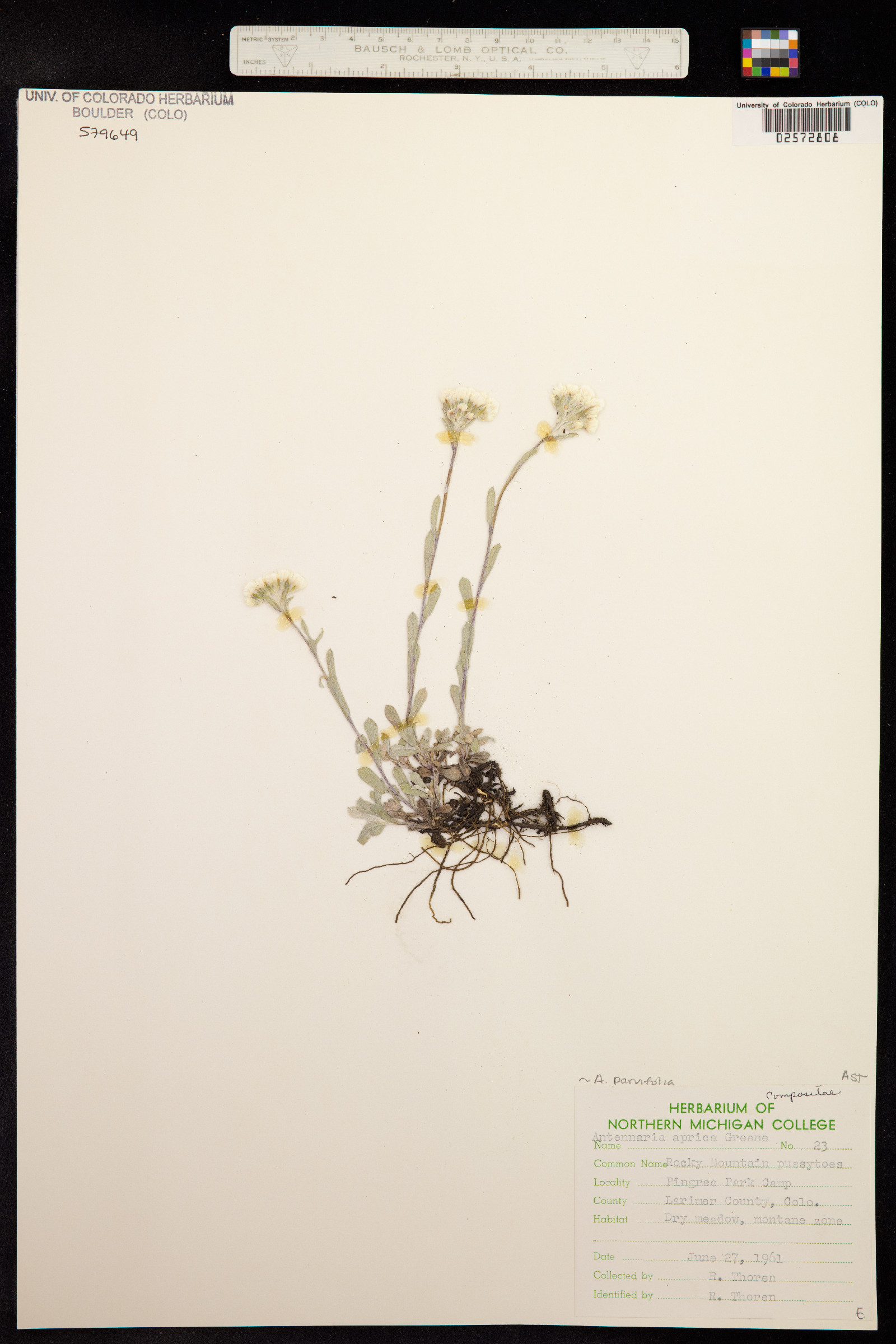 Antennaria parvifolia image