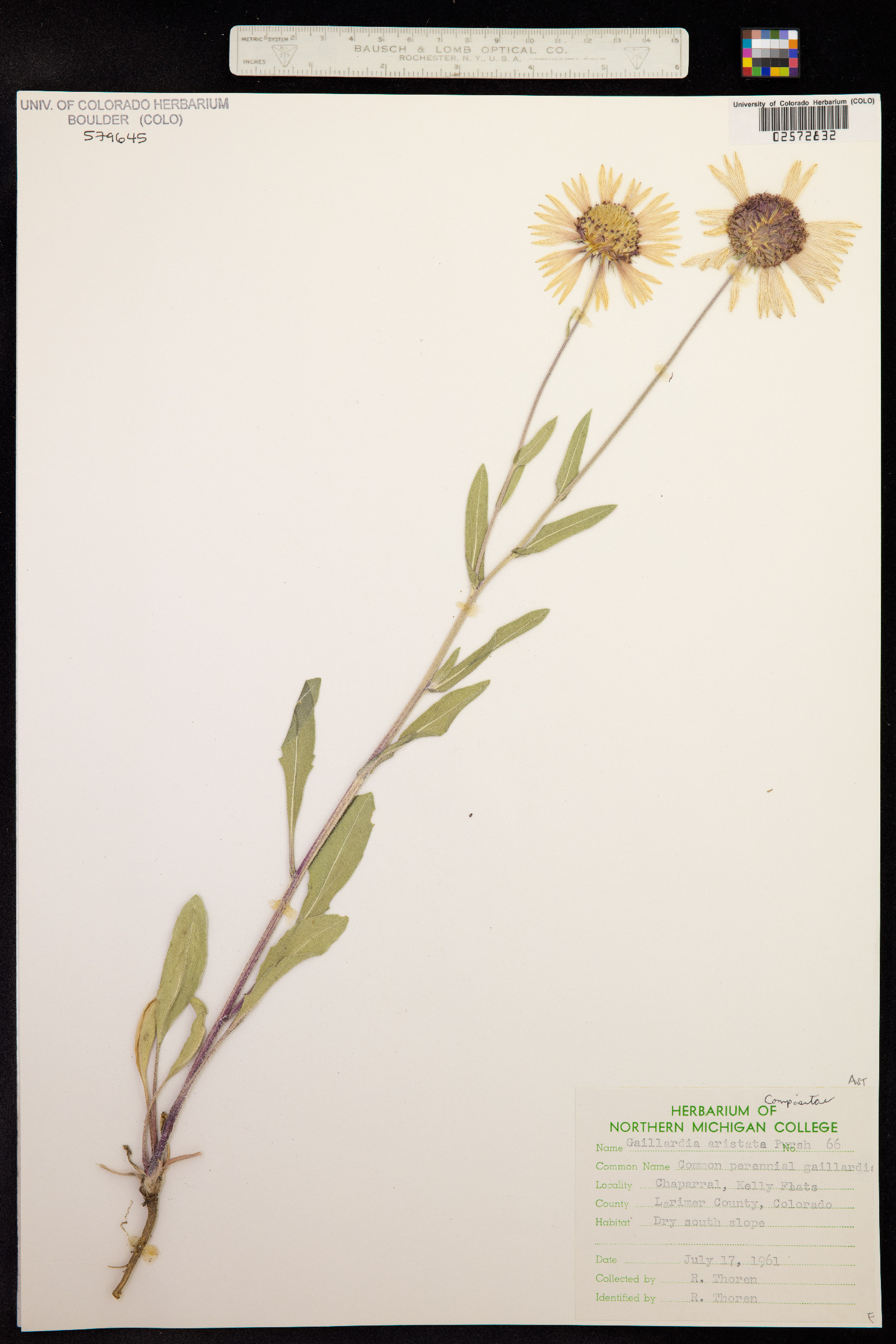 Gaillardia aristata image