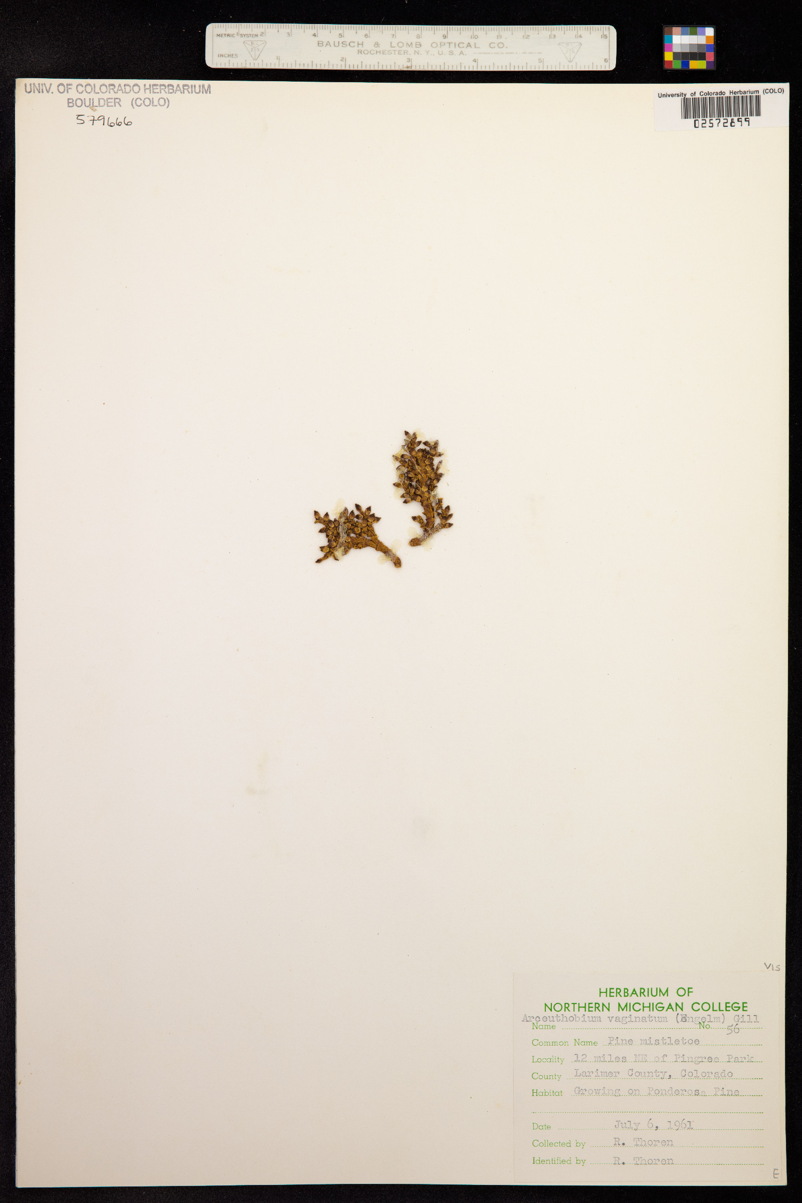 Arceuthobium vaginatum image
