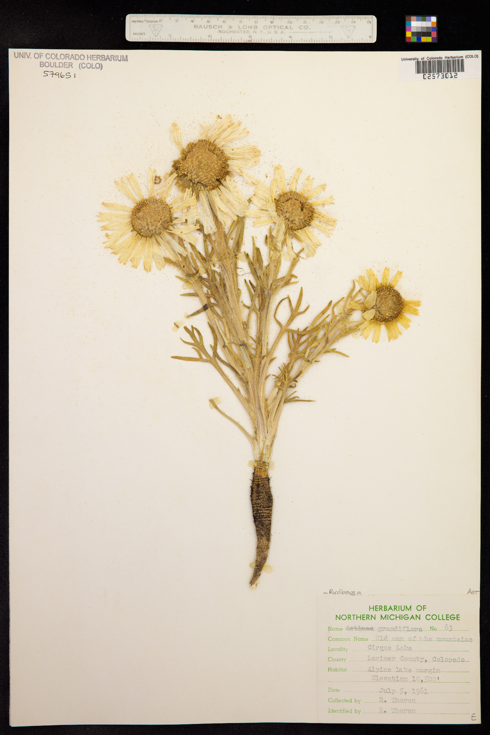 Rydbergia grandiflora image