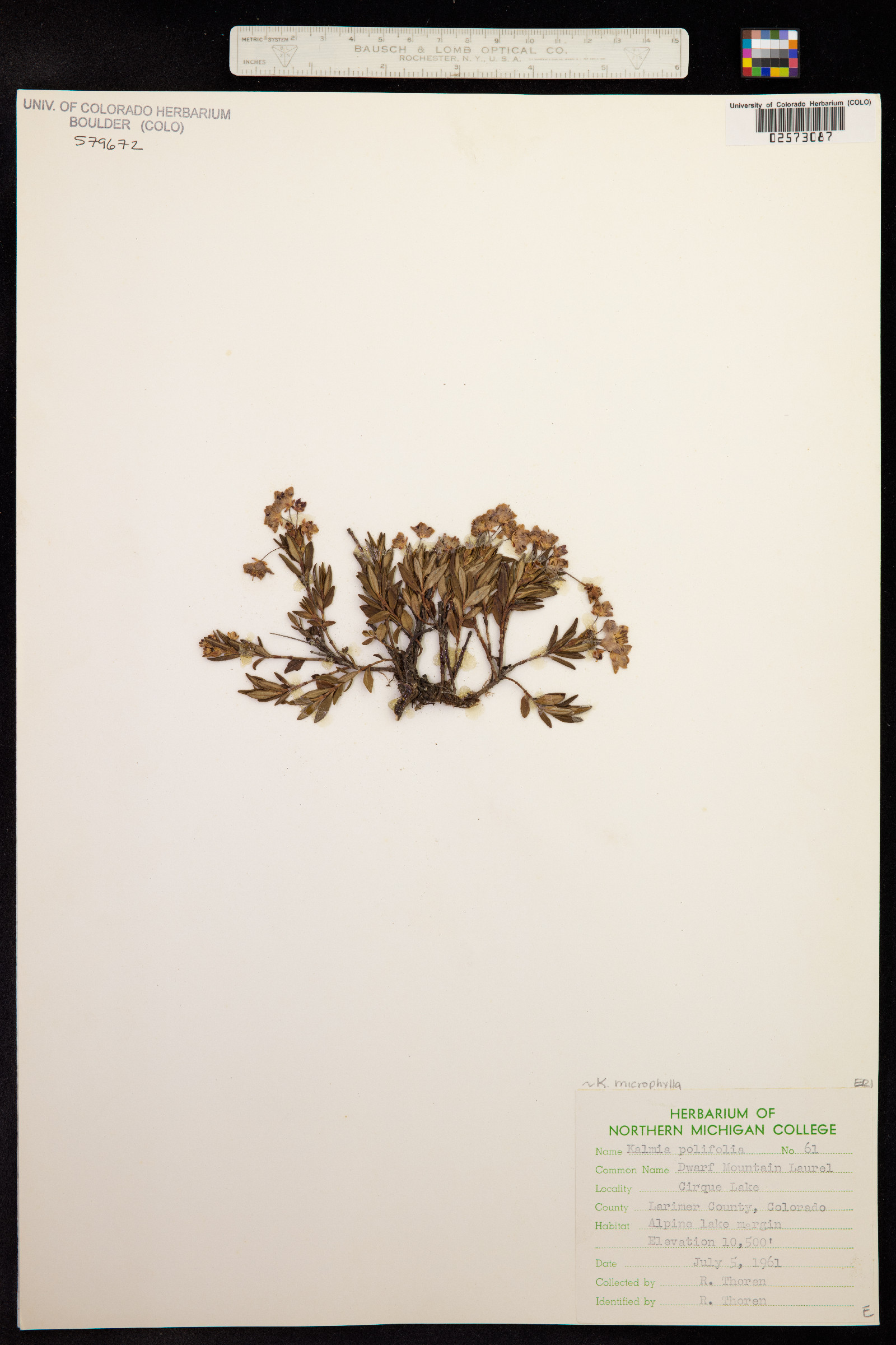 Kalmia polifolia image