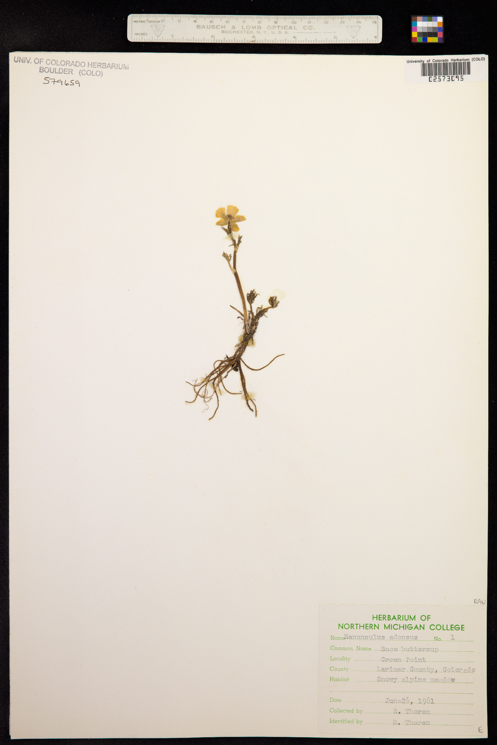 Ranunculus adoneus image