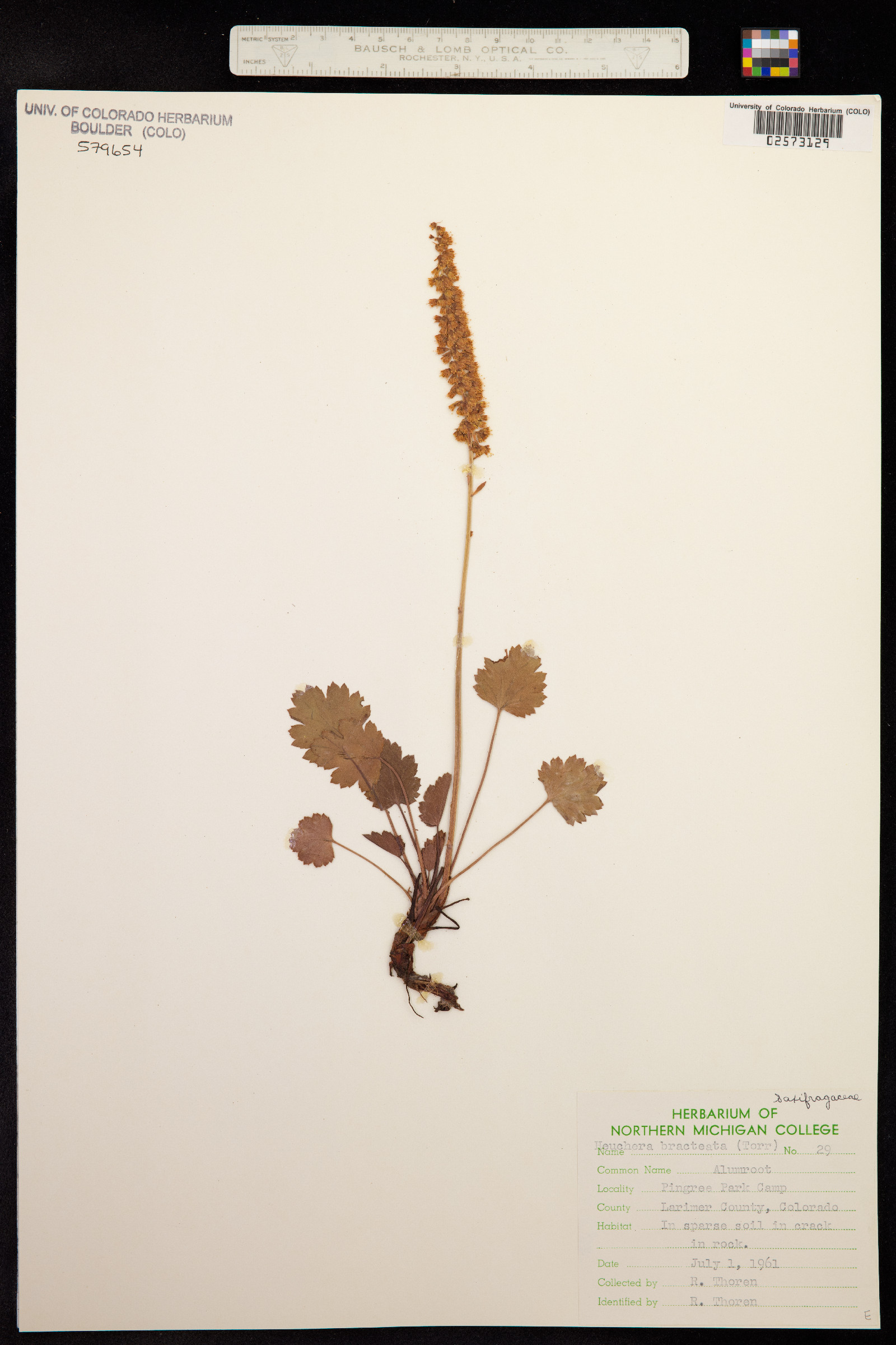 Heuchera bracteata image