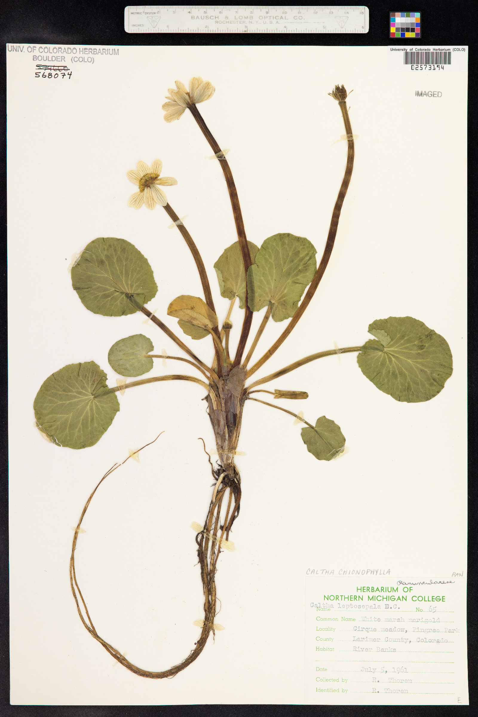 Caltha chionophila image