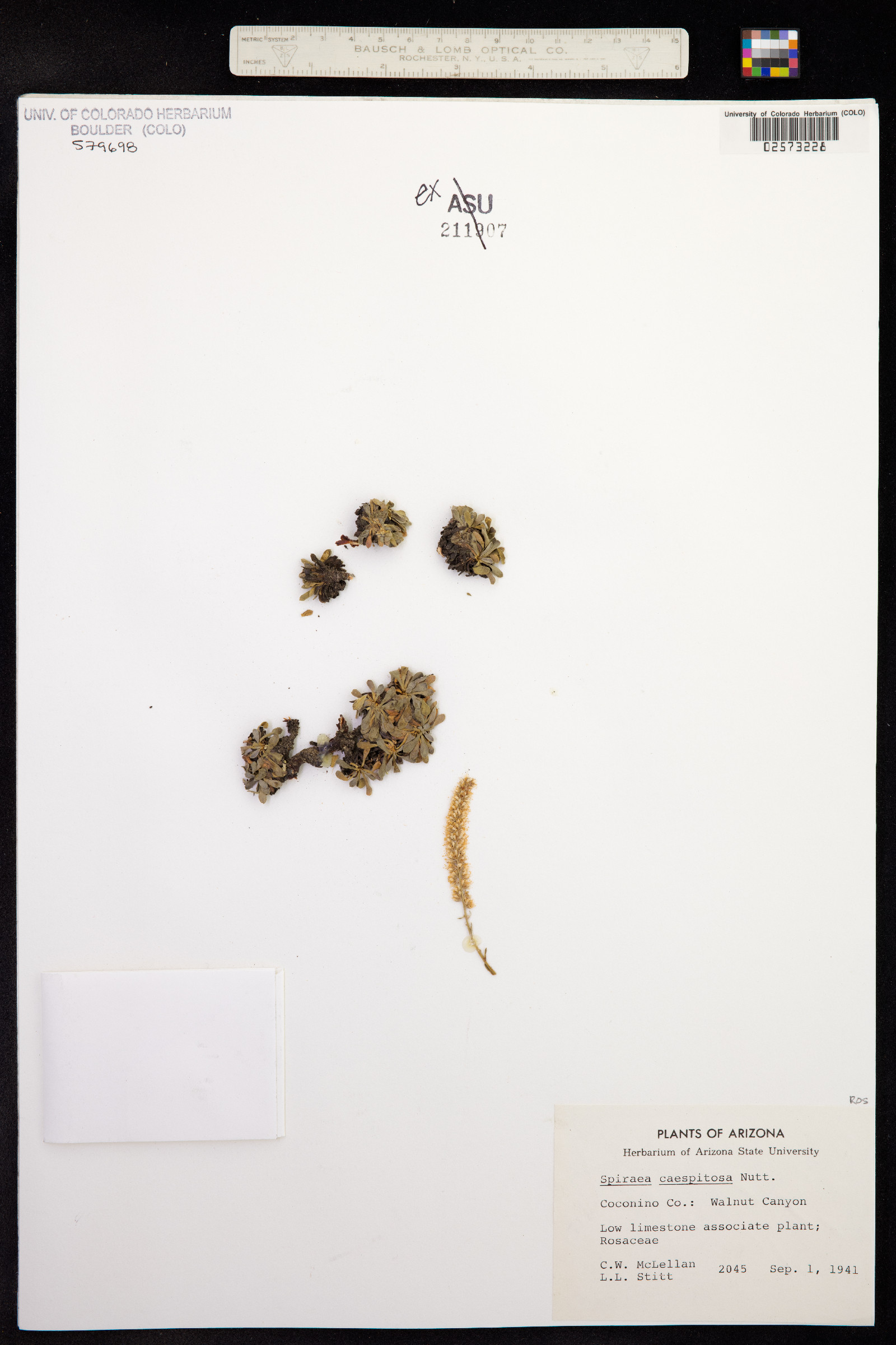Petrophytum caespitosum image