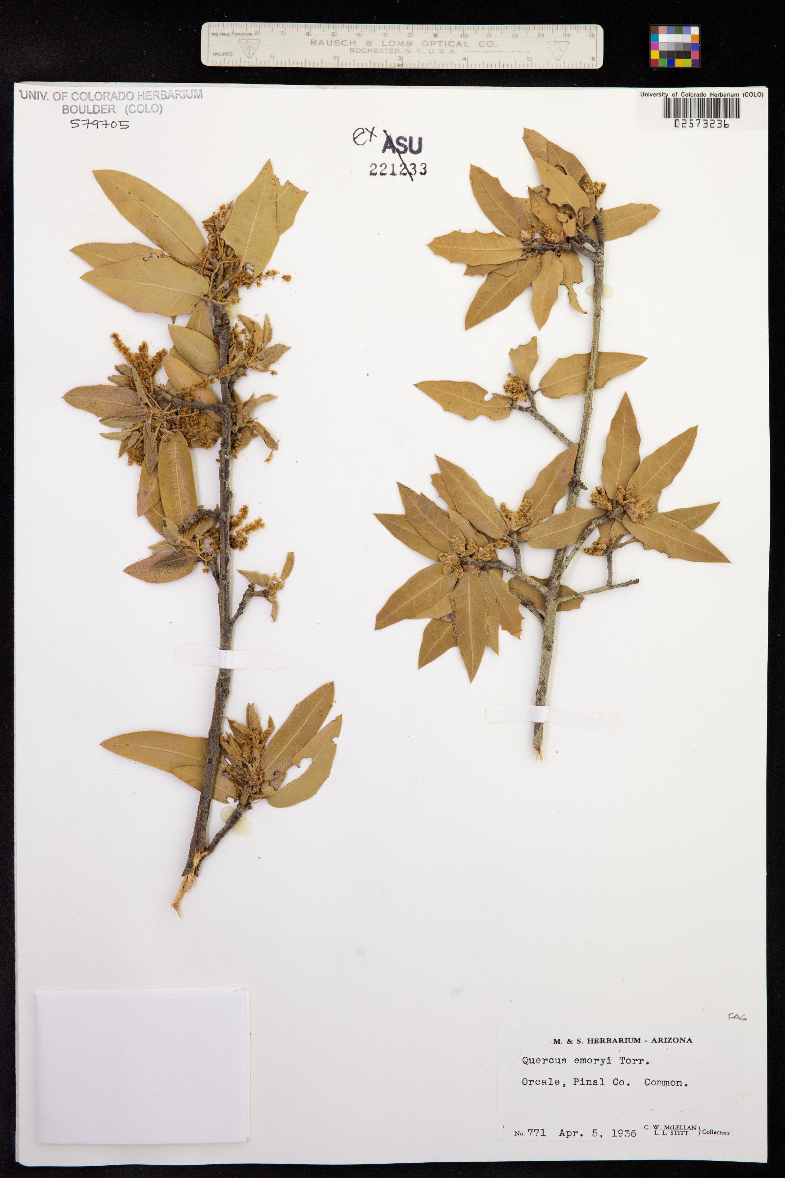 Quercus emoryi image