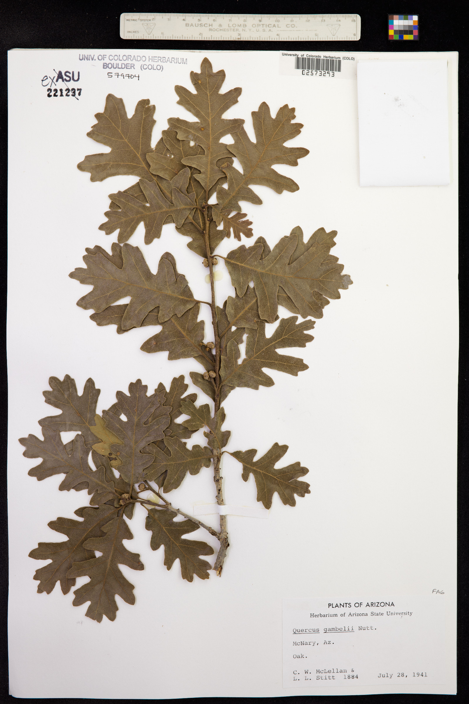 Quercus gambelii image