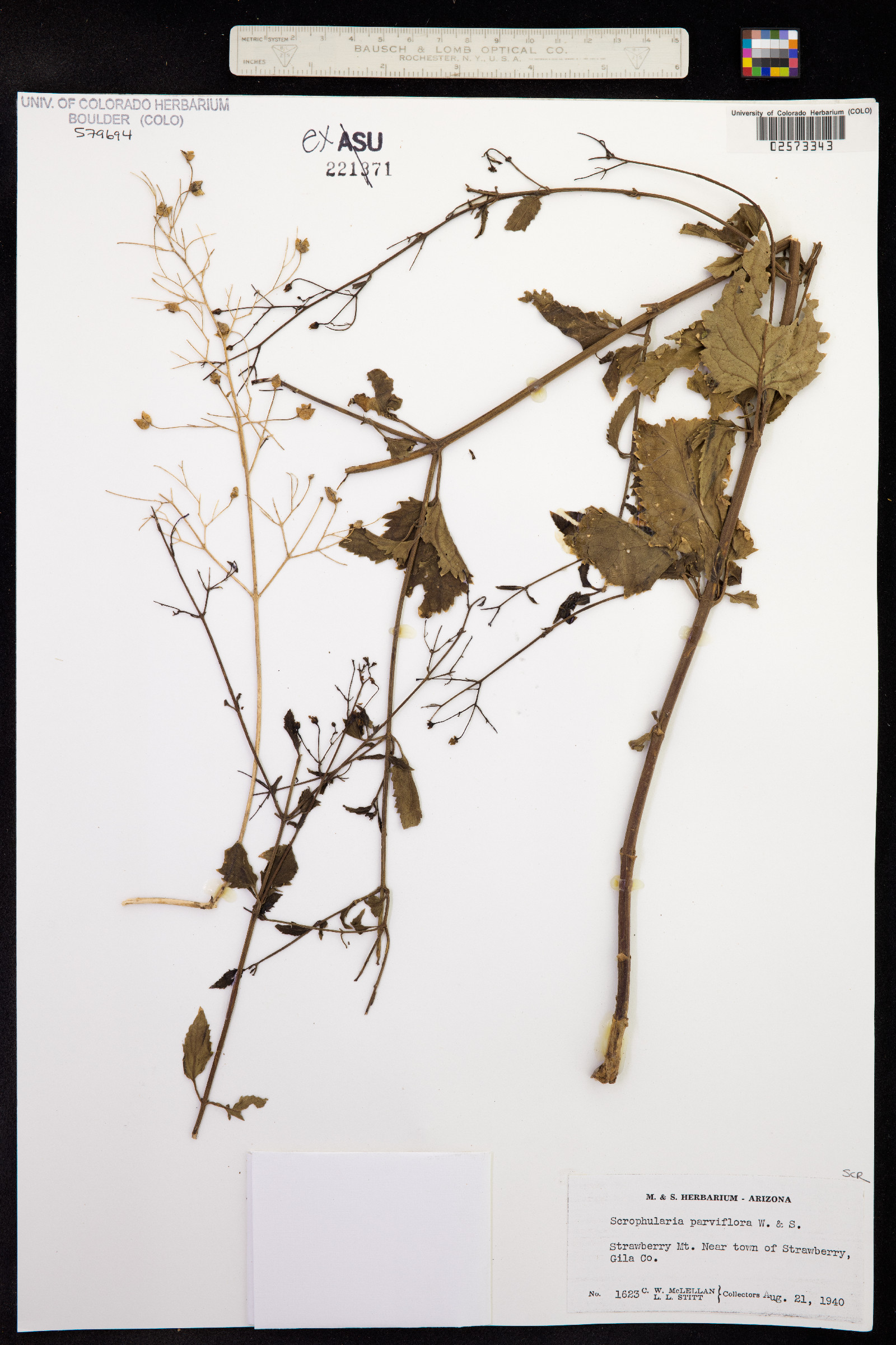 Scrophularia parviflora image