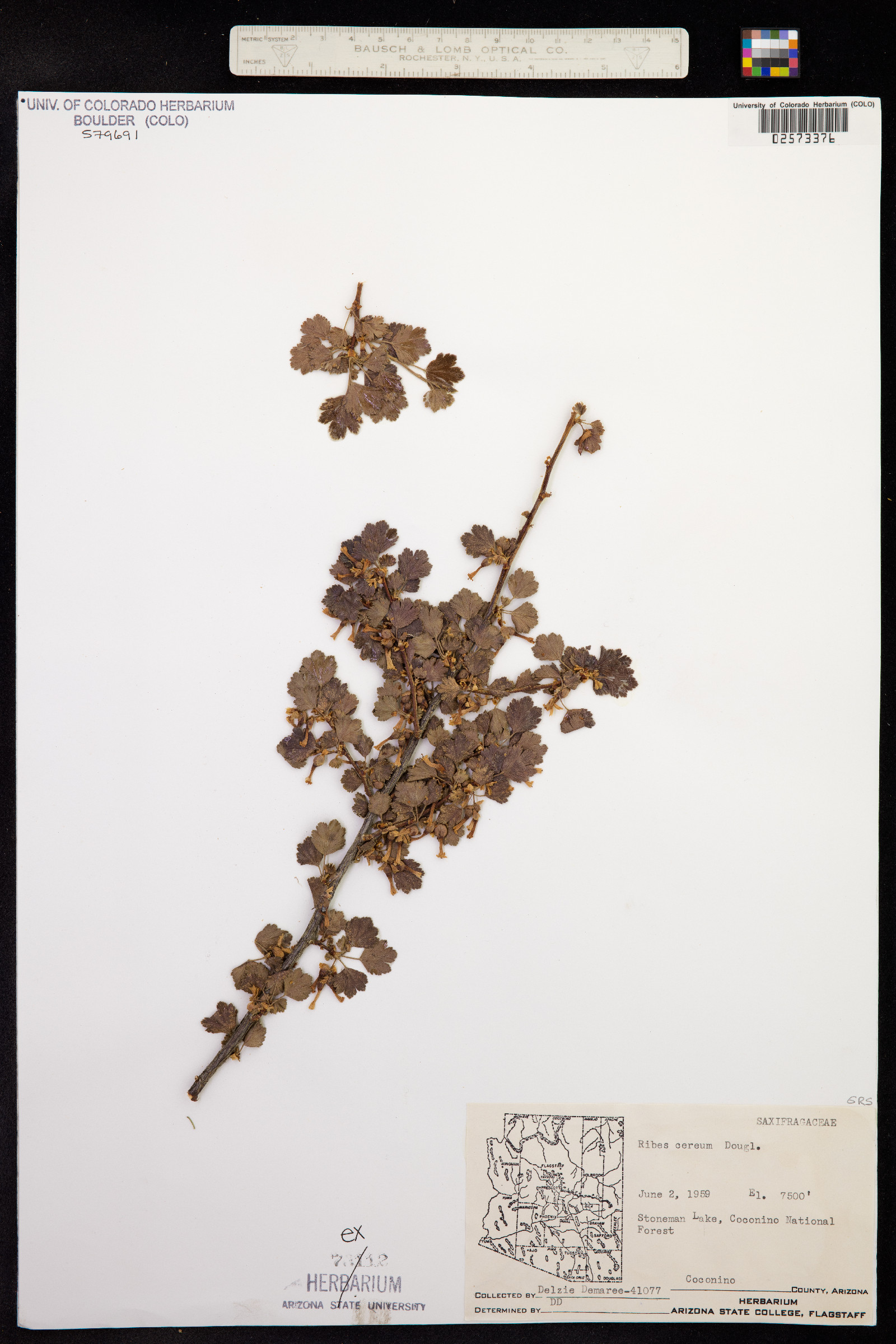 Ribes cereum image