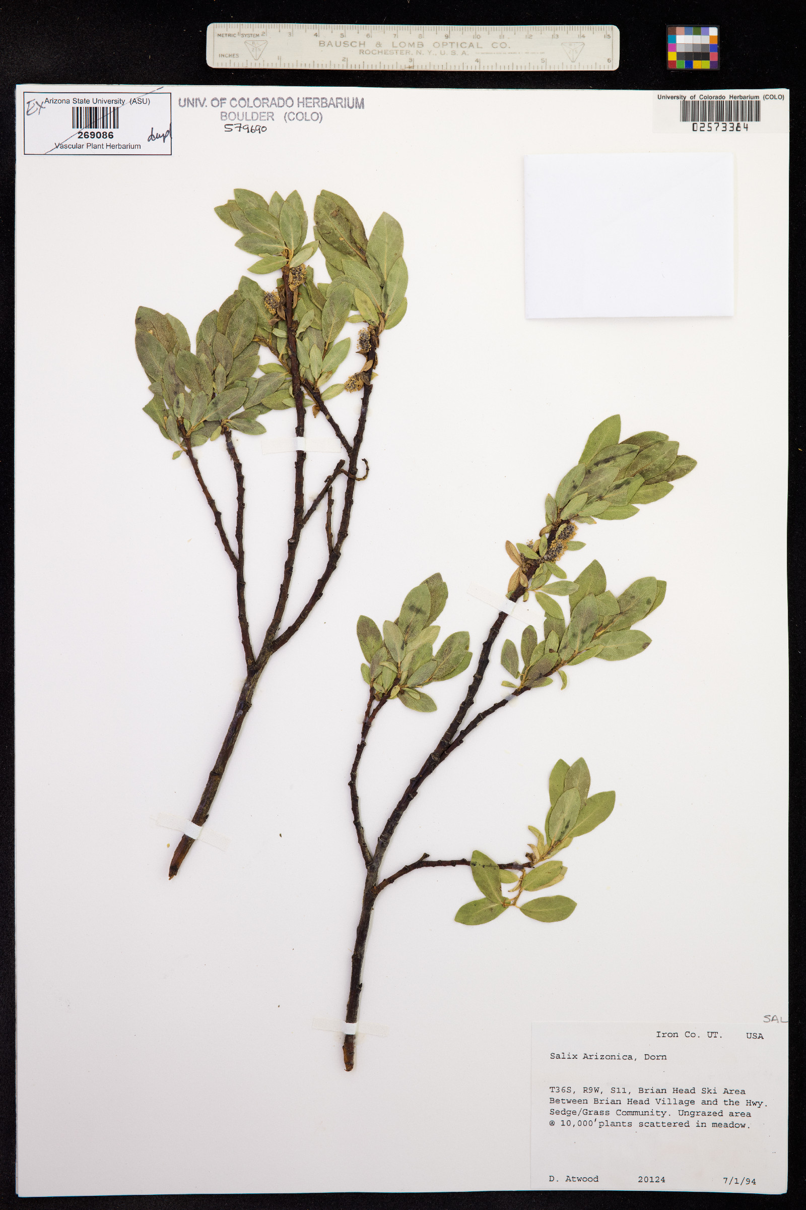 Salix arizonica image