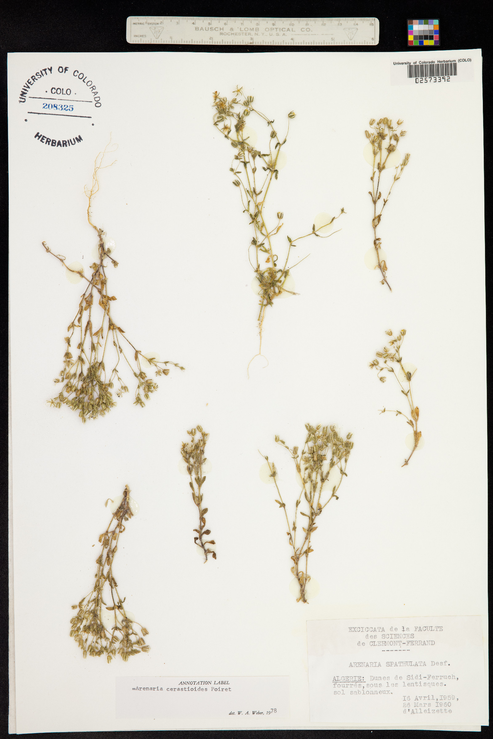 Arenaria cerastioides image