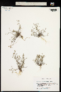 Arenaria conimbricensis image