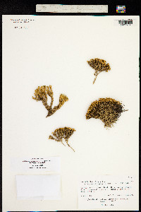 Arenaria densissima image