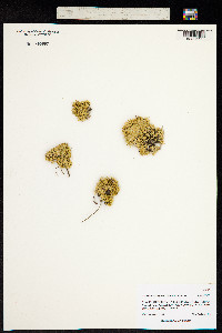 Image of Eremogone ferruginea