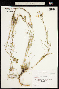 Image of Arenaria gypsophiloides