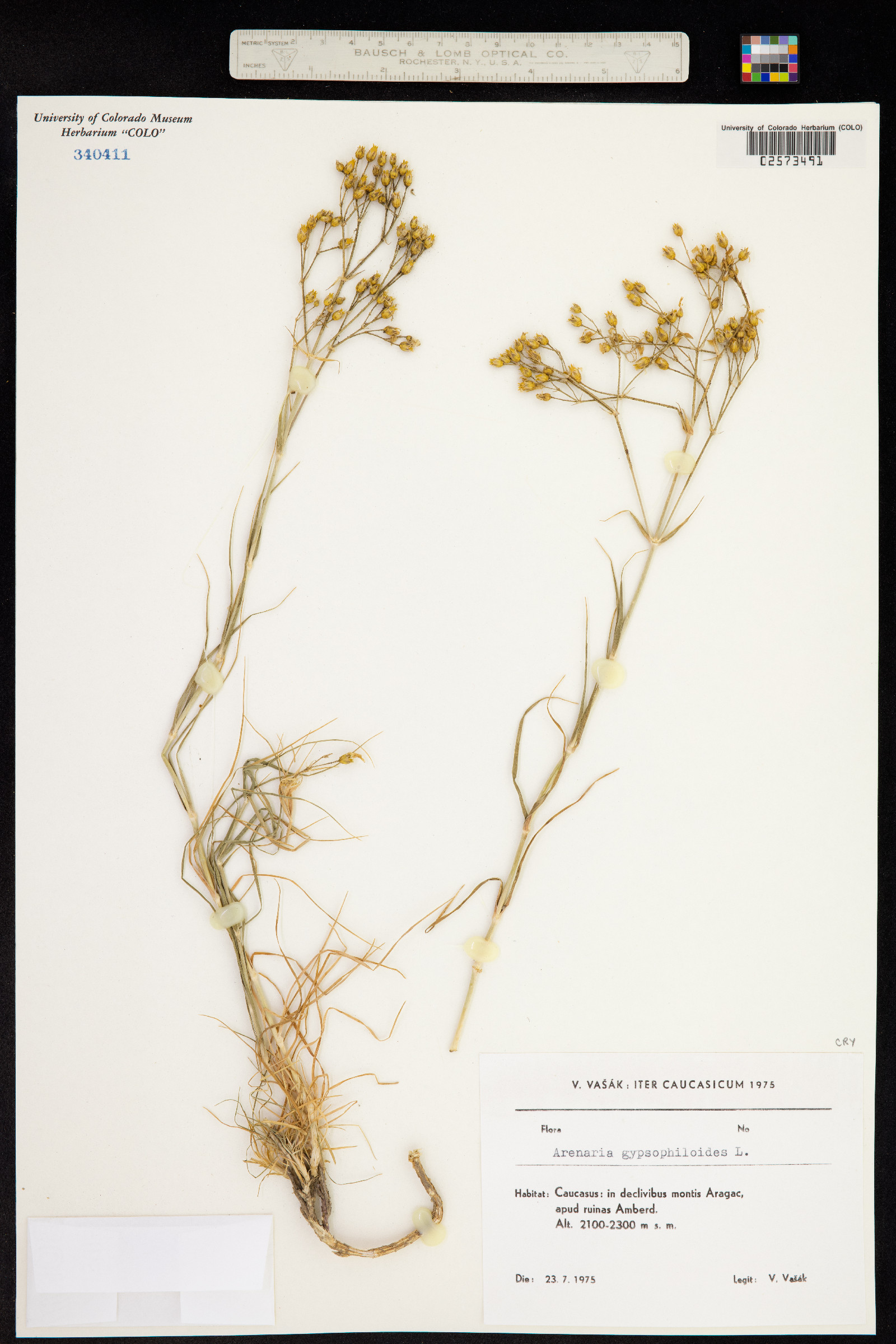 Arenaria gypsophiloides image