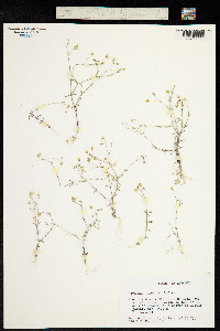 Image of Arenaria modesta