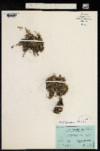 Image of Arenaria multicaulis