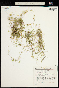 Arenaria orbicularis image