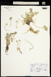 Image of Arenaria querioides