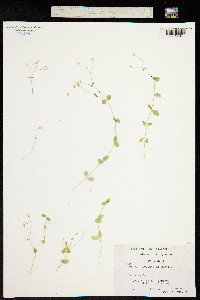 Image of Arenaria speluncarum