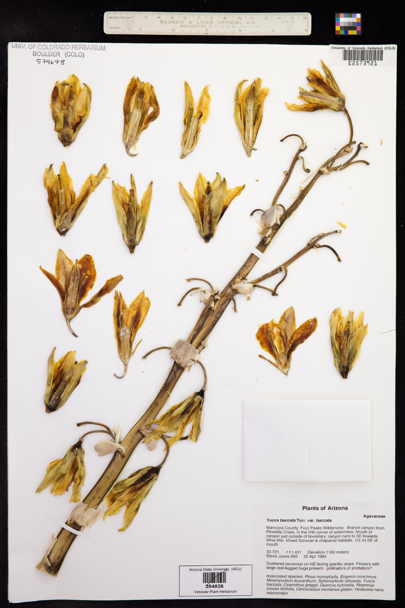 Yucca baccata image