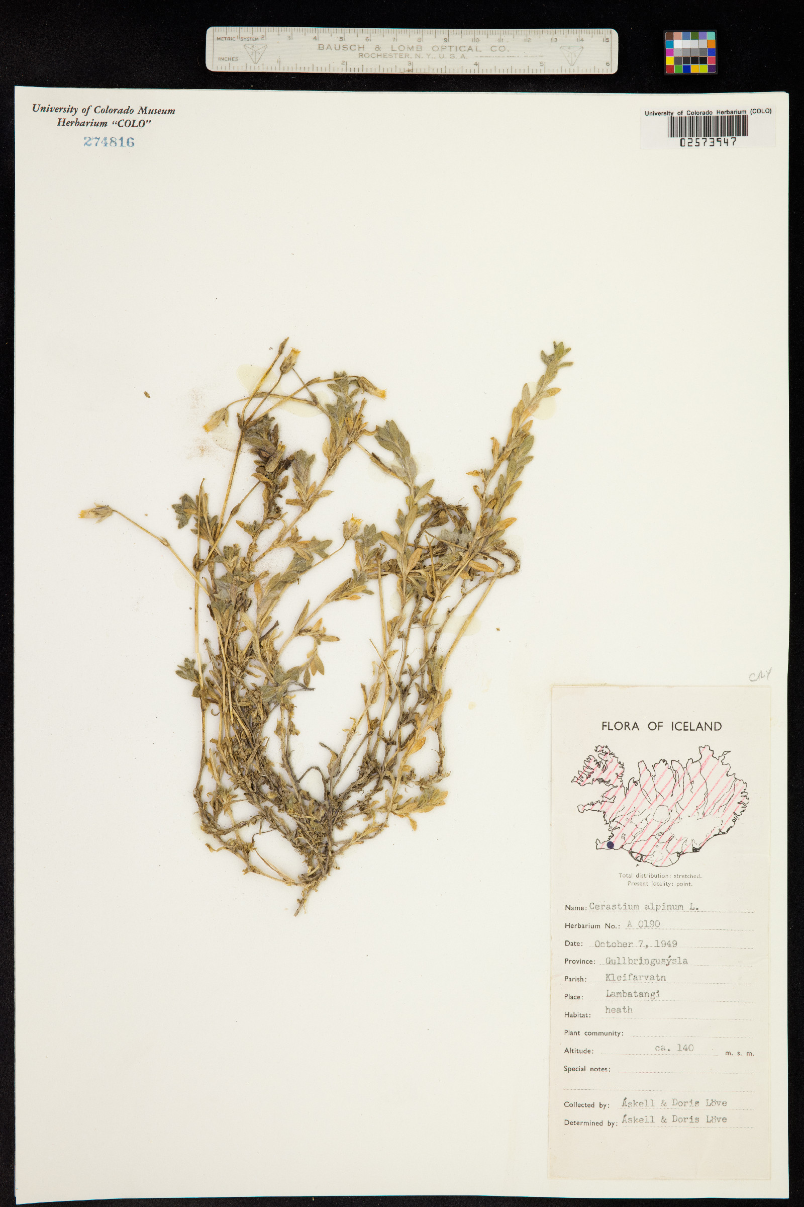 Cerastium alpinum image