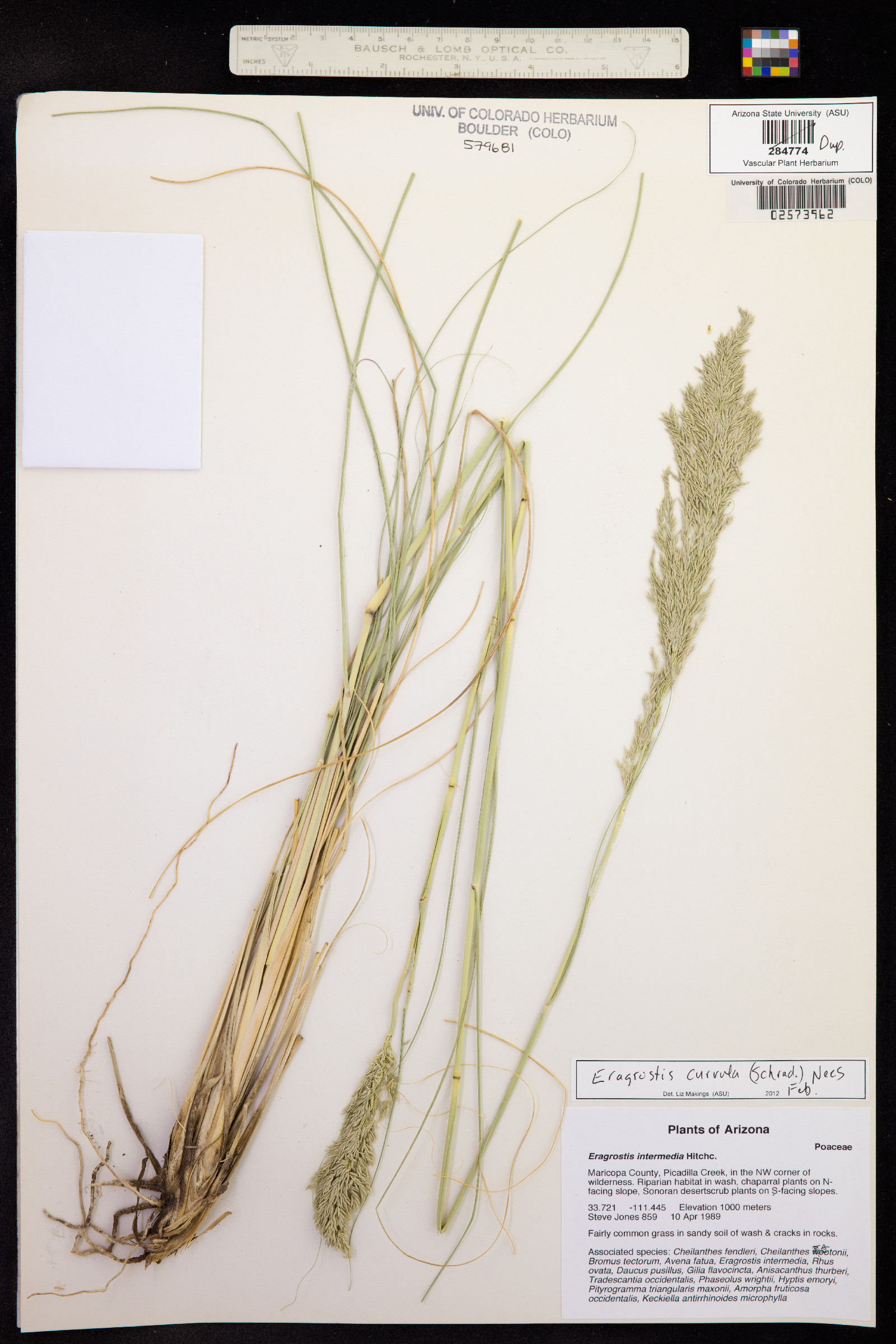 Eragrostis curvula image