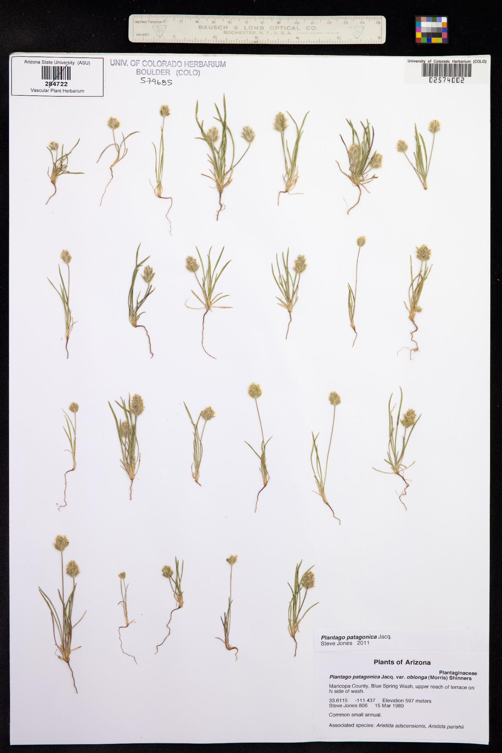 Plantago patagonica image