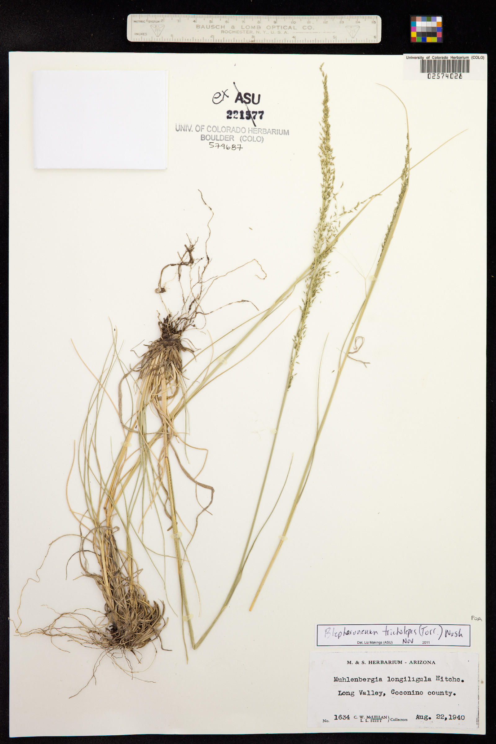 Muhlenbergia tricholepis image