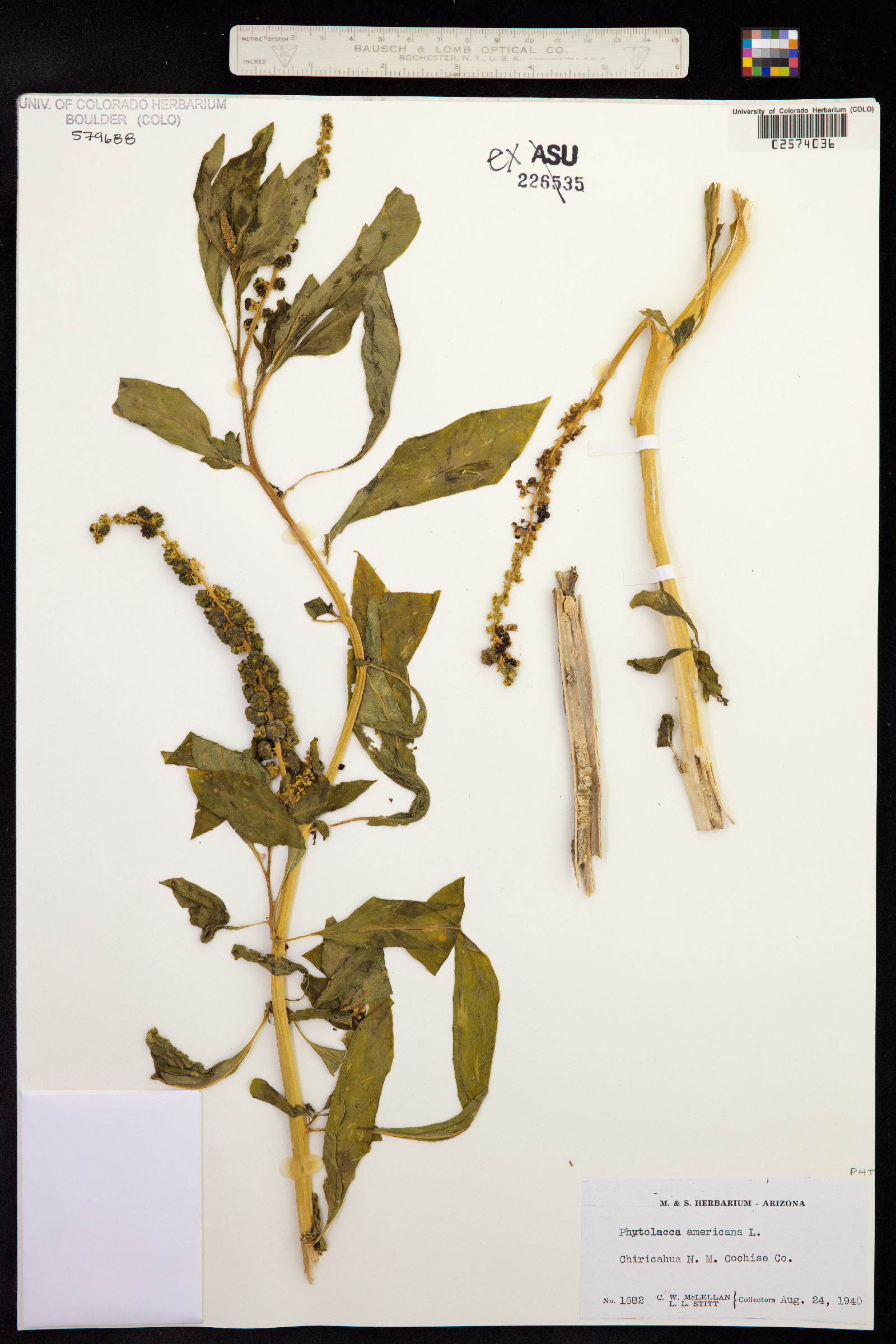 Phytolacca americana image