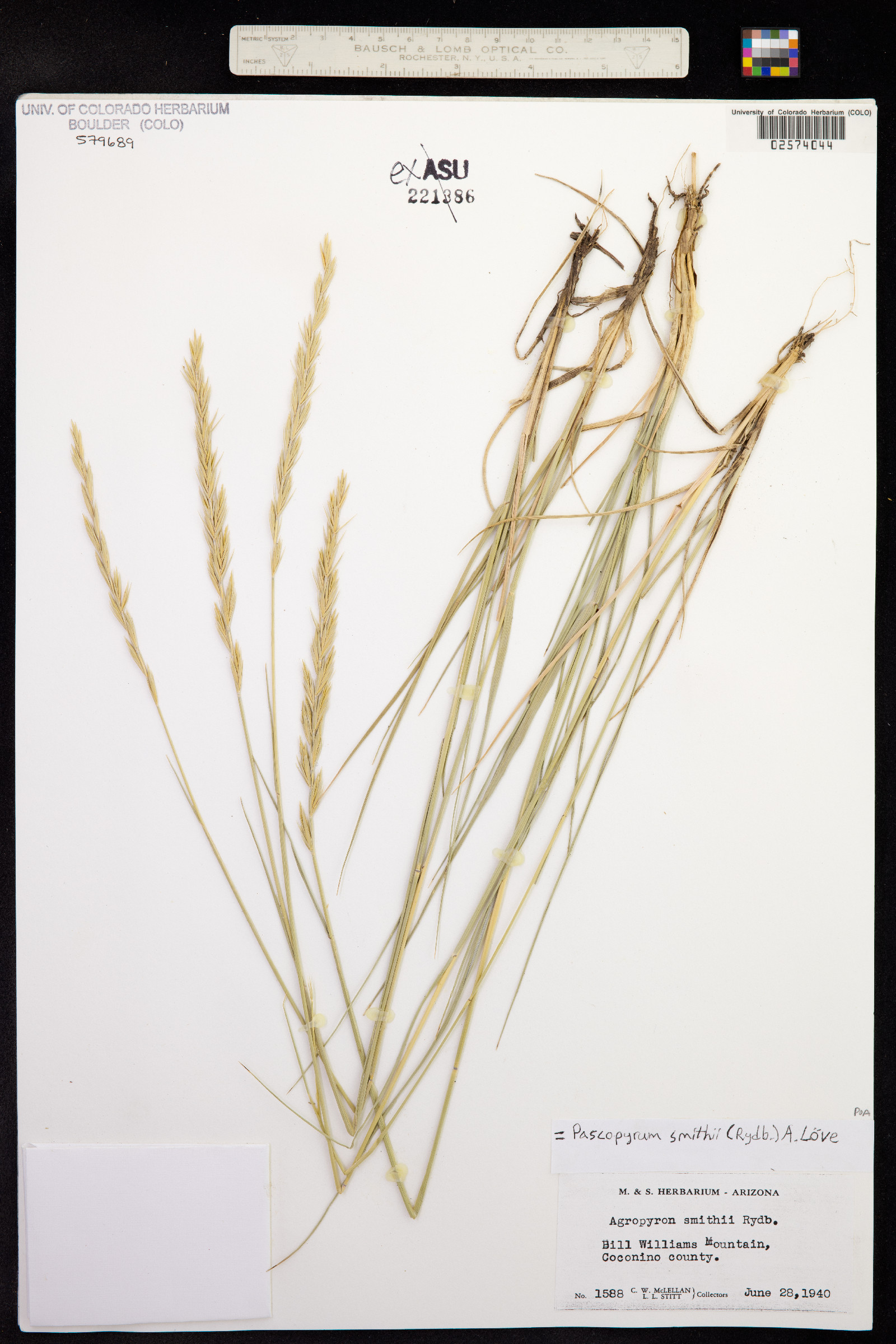 Pascopyrum smithii image