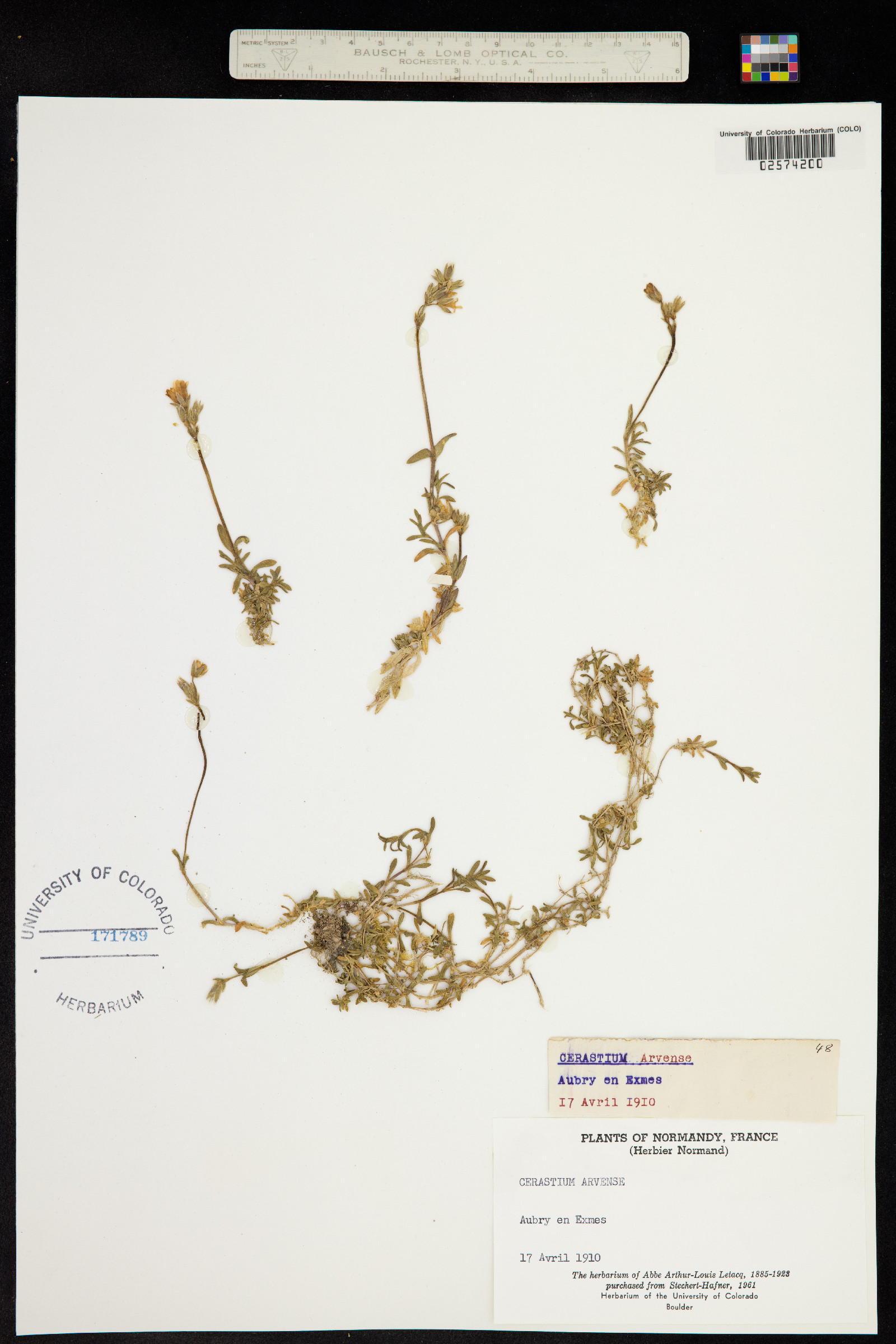 Cerastium image