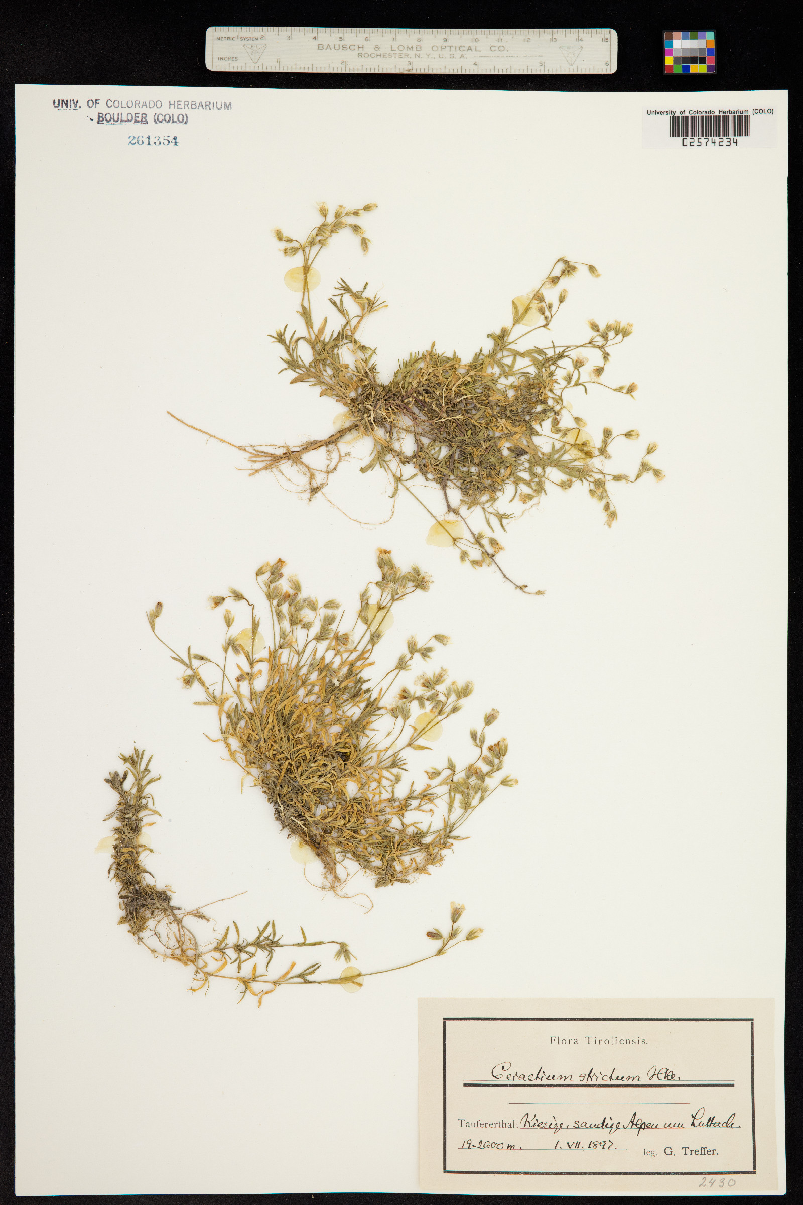 Cerastium arvense image