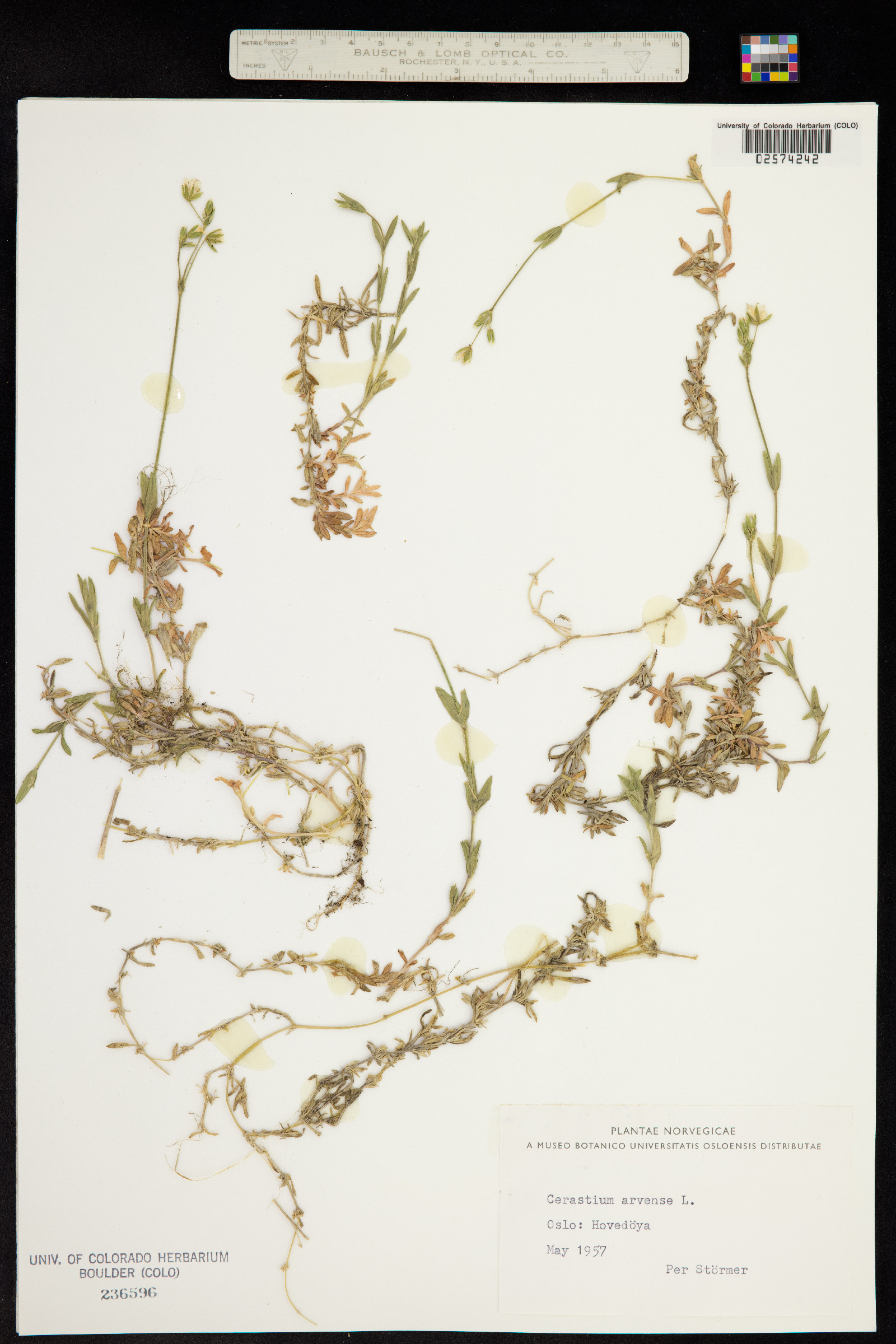 Cerastium arvense image