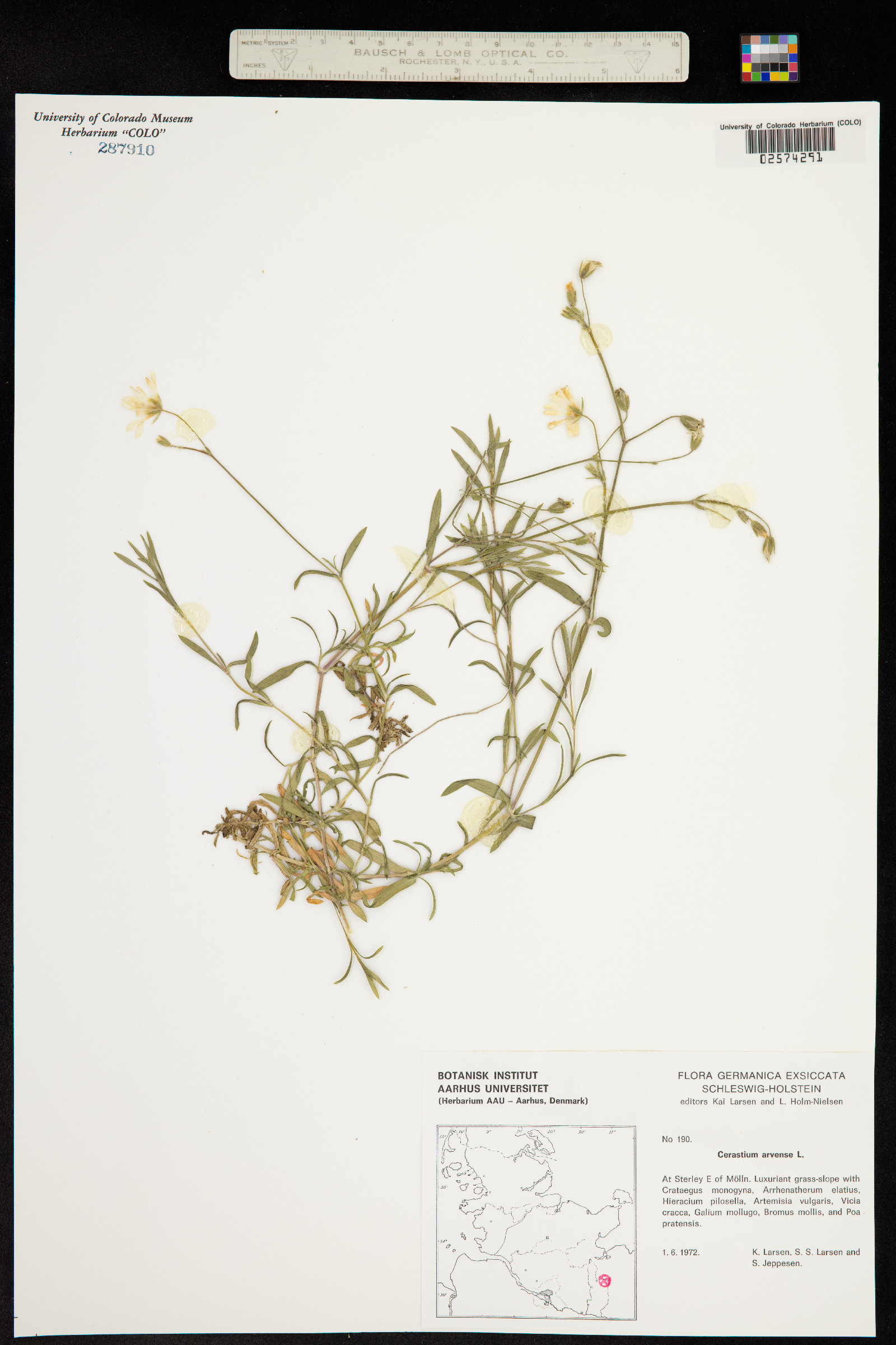 Cerastium arvense image